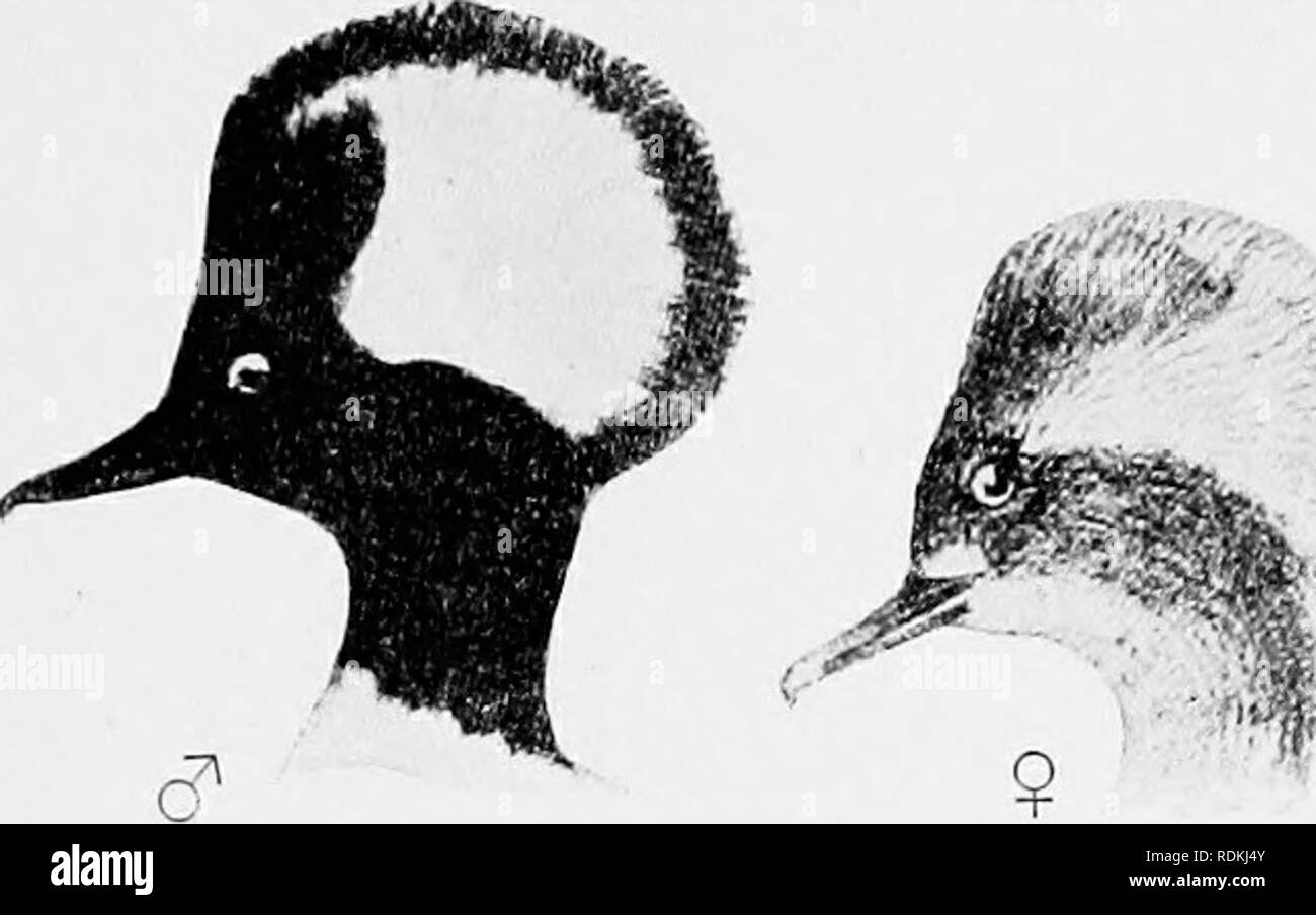 . Gli uccelli di Illinois e Wisconsin. Gli uccelli; uccelli. Gennaio 1909. Gli uccelli di Illinois e Wisconsin - Cory. 319'. Femmina adulta di testa e collo, brunastro, che mostra una leggera cresta, ma quasi non così grande come nel maschio; sotto la voce Parti, bianco. Lunghezza, 18,50; ala, 7.7s;. Tarso, 1.30; bill, 1.50. Il giovane uccello assomiglia- femmina, ma non ha il CREST. Lunghezza, 18,50; ala, 7.70; Tarso, 1.25; bill, 1.50. Il Hooded Merganser è un migrante abbondanti e non una ONU- comune residenza estiva sia in Illinois e Wisconsin. Esso fre- quents gli stagni e i ruscelli durante la stagione della riproduzione e costruisce il suo nido in un h Foto Stock