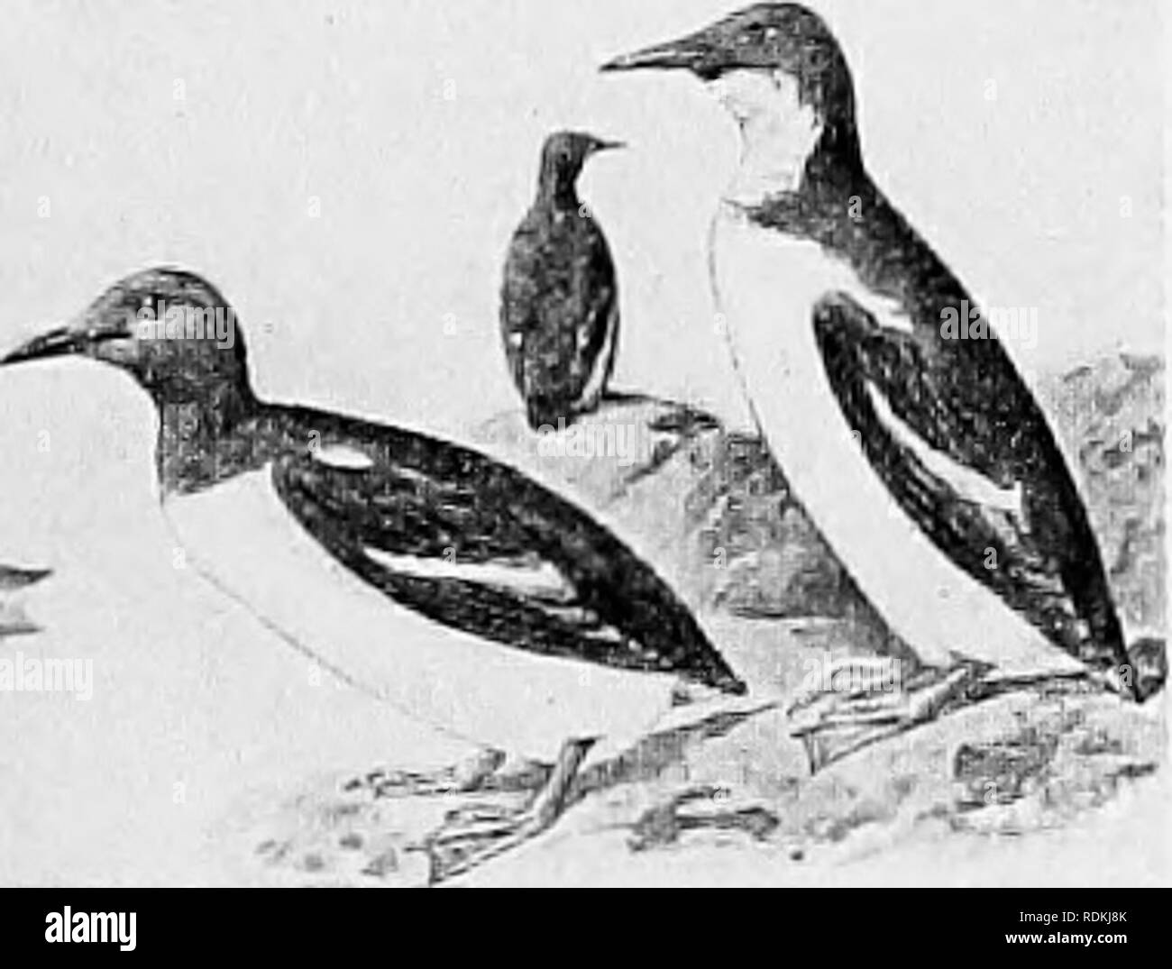 . Gli uccelli di Illinois e Wisconsin. Gli uccelli; uccelli. Gennaio 1909. Gli uccelli op Illinois e Wisconsin-Cory. 281 piumaggio invernale per adulti: parti superiori, nero o nerastro; sotto la voce Parti, bianco; minore della specie precedente. Lunghezza, circa 8; ala, circa 4,50; bill, .50. Il prof. Henry L. Ward registra la cattura di un singolo esemplare di questa marittima settentrionale specie vicino a Port Washington, Wisconsin, circa venticinque miglia a nord di Milwaukee. È stata ripresa da un ragazzo, 11 gennaio 1908, sul Lago Michigan. Il campione viene conservato in Milwaukee Public Museum. (L'Auk, Vol. XXV, 1908, p. 215.) ha inoltre essere Foto Stock