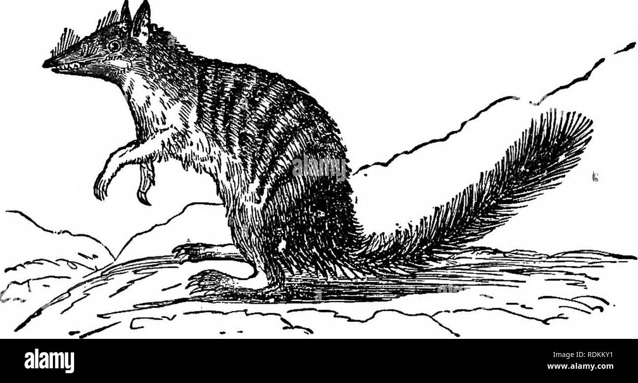 . Un manuale di zoologia per l'uso di studenti : con una introduzione generale sui principi di zoologia . Zoologia. 536 MANUALE DI ZOOLOGIA. prensile. La fore-piedi hanno cinque dita armate di artigli; hind-piedi hanno solo quattro dita. Il Myrmecobius è notevole per lo straordinario numero di denti molari, in cui essa supera qualsiasi marsupiale esistente ed è superata solo da alcuni armadilli. La formula dentale ãˆâ 3â3 6â6   t -^-1 ; c -âr; i&GT;m :.â;; "^ TZZf.  54- 4â4 ^ IâI 3â3 IâI ' ' ^ 3â3 Dâo e. Sarcophaga.âThis è l'ultima sezione del Mar esistente- supials, e include un Foto Stock