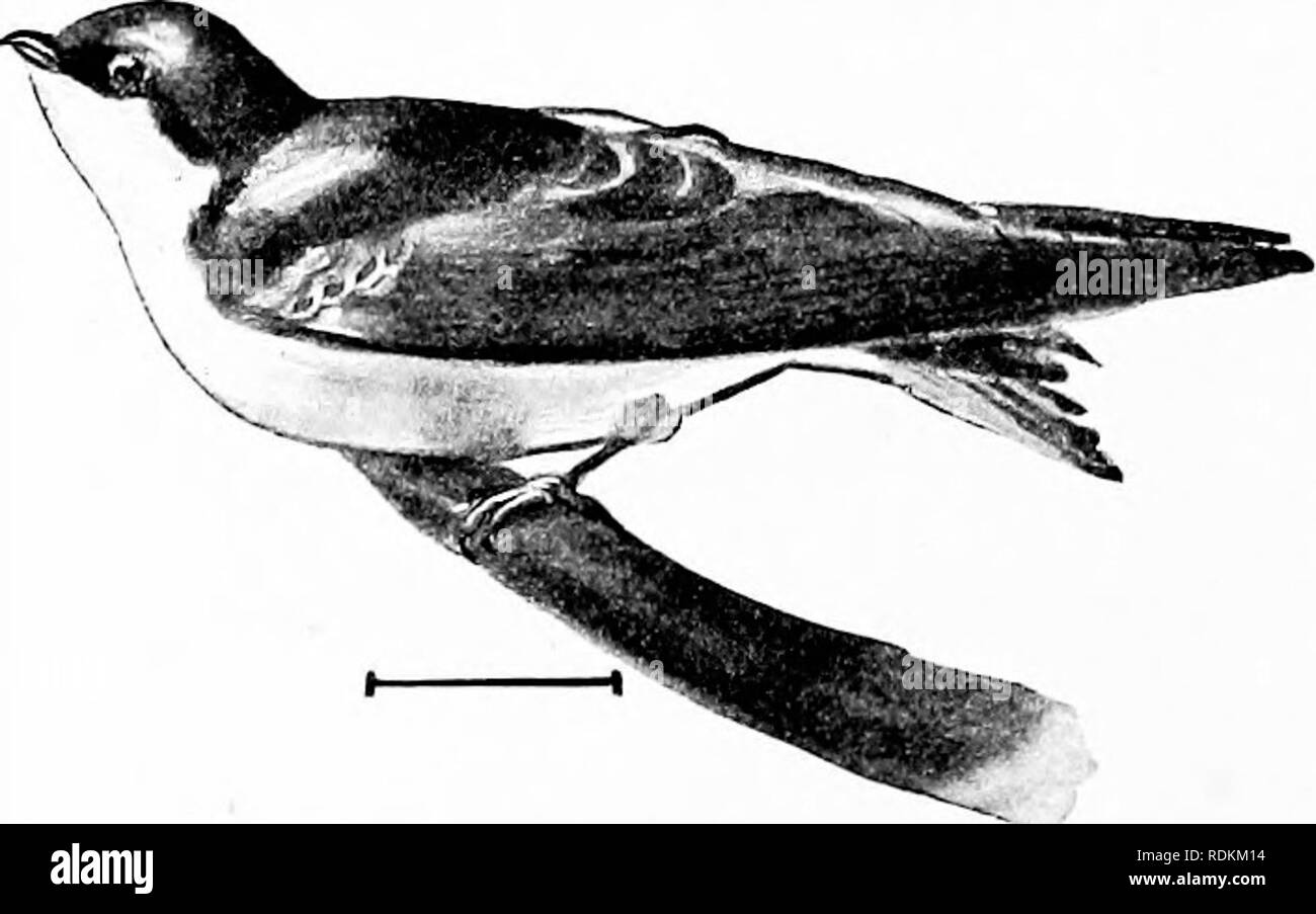 . Gli uccelli di gli Stati Uniti ad est delle Montagne Rocciose; un manuale per l'identificazione di specie in mano o nella boccola. Gli uccelli. Barn Swallow. Tree Swallow. Si prega di notare che queste immagini vengono estratte dalla pagina sottoposta a scansione di immagini che possono essere state migliorate digitalmente per la leggibilità - Colorazione e aspetto di queste illustrazioni potrebbero non perfettamente assomigliano al lavoro originale. Apgar, A. C. (Austin Craig), 1838-1908. New York, Cincinnati [ecc. ] Americano Prenota Co Foto Stock