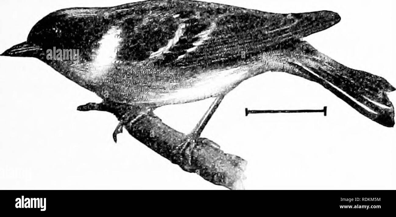 . Gli uccelli di gli Stati Uniti ad est delle Montagne Rocciose; un manuale per l'identificazione di specie in mano o nella boccola. Gli uccelli. ChestEnt facciate oliva Wartler e sotto la voce parti setosa-bianco; i lati sono talvolta spotted con castagne; un abitante delle frontiere cespuglioso. Lunghezza, 5; ala, 2J (2|-2F) ; la coda, 2; oul- uomini, f. Est Stati Uniti dalla pianura, compresi onta del sud- rio ; allevamento da nord- ern New Jersey e cen- f o lle Illinois verso nord (a sud di Georgia in montagna) e win- trati nei tropichi. 20. Bay-breasted trillo (660. Den- drdica casthnea). - Un bro Foto Stock . Gli uccelli di gli Stati Uniti ad est delle Montagne Rocciose; un manuale per l'identificazione di specie in mano o nella boccola. Gli uccelli. ChestEnt facciate oliva Wartler e sotto la voce parti setosa-bianco; i lati sono talvolta spotted con castagne; un abitante delle frontiere cespuglioso. Lunghezza, 5; ala, 2J (2|-2F) ; la coda, 2; oul- uomini, f. Est Stati Uniti dalla pianura, compresi onta del sud- rio ; allevamento da nord- ern New Jersey e cen- f o lle Illinois verso nord (a sud di Georgia in montagna) e win- trati nei tropichi. 20. Bay-breasted trillo (660. Den- drdica casthnea). - Un bro Foto Stock