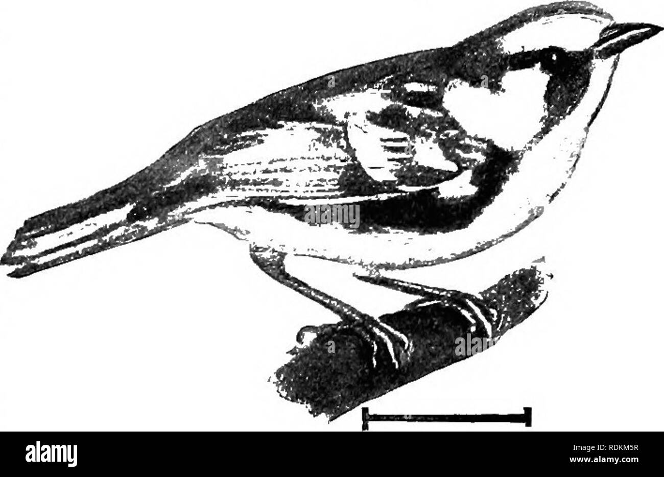 . Gli uccelli di gli Stati Uniti ad est delle Montagne Rocciose; un manuale per l'identificazione di specie in mano o nella boccola. Gli uccelli. FAM. VII. Legno WAESLERS 86. ChestEnt facciate oliva Wartler e sotto la voce parti setosa-bianco; i lati sono talvolta spotted con castagne; un abitante delle frontiere cespuglioso. Lunghezza, 5; ala, 2J (2|-2F) ; la coda, 2; oul- uomini, f. Est Stati Uniti dalla pianura, compresi onta del sud- rio ; allevamento da nord- ern New Jersey e cen- f o lle Illinois verso nord (a sud di Georgia in montagna) e win- trati nei tropichi. 20. Bay-breasted trillo (660. De Foto Stock . Gli uccelli di gli Stati Uniti ad est delle Montagne Rocciose; un manuale per l'identificazione di specie in mano o nella boccola. Gli uccelli. FAM. VII. Legno WAESLERS 86. ChestEnt facciate oliva Wartler e sotto la voce parti setosa-bianco; i lati sono talvolta spotted con castagne; un abitante delle frontiere cespuglioso. Lunghezza, 5; ala, 2J (2|-2F) ; la coda, 2; oul- uomini, f. Est Stati Uniti dalla pianura, compresi onta del sud- rio ; allevamento da nord- ern New Jersey e cen- f o lle Illinois verso nord (a sud di Georgia in montagna) e win- trati nei tropichi. 20. Bay-breasted trillo (660. De Foto Stock