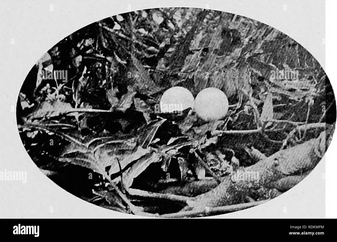 . Schizzi di South African bird-vita. Gli uccelli. Fig. 55.--rosso-breasted Sparrow-Hawk.. FiQ. 56.-nido e uova di African Astore.. Si prega di notare che queste immagini vengono estratte dalla pagina sottoposta a scansione di immagini che possono essere state migliorate digitalmente per la leggibilità - Colorazione e aspetto di queste illustrazioni potrebbero non perfettamente assomigliano al lavoro originale. Haagner Alwin Karl, 1880-; Edera, Robert Henry. Cape Town, T. M. Miller Foto Stock