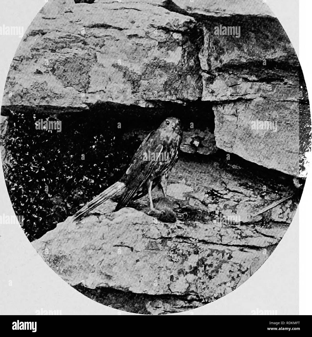 . Schizzi di South African bird-vita. Gli uccelli. SPARROW-HAWKS ]05. Fig. 55.--rosso-breasted Sparrow-Hawk.. Si prega di notare che queste immagini vengono estratte dalla pagina sottoposta a scansione di immagini che possono essere state migliorate digitalmente per la leggibilità - Colorazione e aspetto di queste illustrazioni potrebbero non perfettamente assomigliano al lavoro originale. Haagner Alwin Karl, 1880-; Edera, Robert Henry. Cape Town, T. M. Miller Foto Stock