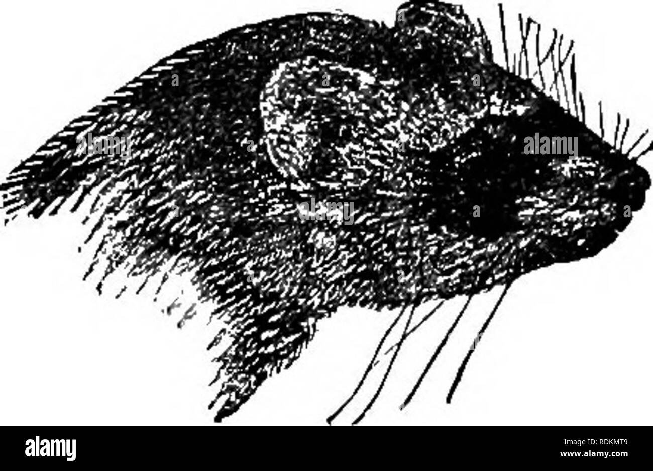 . Una indagine biologica della Baia di Hudson regione. Zoologia. U. S. Department of Agriculture Division di indagine biologica NORTH AMERICAN FAUNA IsTo. 3 3 [la data effettiva di pubblicazione, Ottobre 31, 1902]. Una indagine biologica della Baia di Hudson REGIONE EDWARD A. PREBLE ASSISTANT biologo, indagine biologica preparata sotto la direzione del dottor C. HART MERRIAM CAPO DELLA DIVISIONE DI INDAGINE biologica. Si prega di notare che queste immagini vengono estratte dalla pagina sottoposta a scansione di immagini che possono essere state migliorate digitalmente per la leggibilità - Colorazione e aspetto di queste illustrazioni potrebbero non perfettamente res Foto Stock