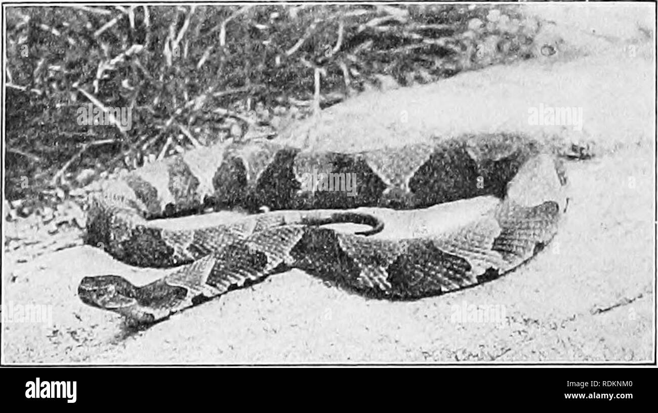 . L'American Natural History : una fondazione di conoscenze utili degli animali superiori dell' America del Nord . Storia naturale. MASSASAUGA. In cattività, il cibo di questa specie è costituito da piccoli mammiferi, uccelli giovani e rane. Essa porta avanti la sua giovane vita e il solito numero è compreso tra sette e nove. Il Water-Moccasin o Cotton-Mouth,1 è il più brutto di Snake in Nord America. Il suo corpo è circa come agile e grazioso come Bologna sau- sage e la sua pelle assomiglia alla superficie del sole- incrinato il fango. È così brutto che ripieno con traino di non fare apparire qualsiasi peggio. Esso ha un piggish appetit Foto Stock