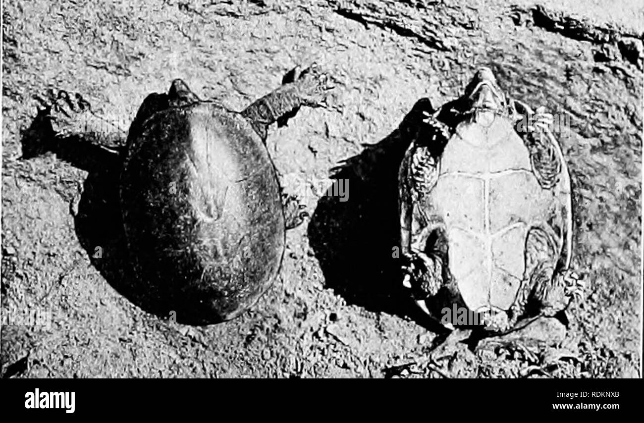 . L'American Natural History : una fondazione di conoscenze utili degli animali superiori dell' America del Nord . Storia naturale. 326 ordini di EEPTILES-tartarughe, TERRAPINS e tartarughe trovate anche in grandi parchi del Nord, dove abita il ben ombreggiati boschi in situazioni a distanza come possibile dai percorsi degli uomini. La valli umide del Parco Zoologico hanno dato molti ottimi esemplari per la casa dei rettili legge- zioni, dove vivono con soddisfazione. Il caro- lina Tartaruga scatola si trova in tutto l'Oriente- ern Stati Uniti dalla costa atlantica al fiume Mississippi, e nella SOU Foto Stock