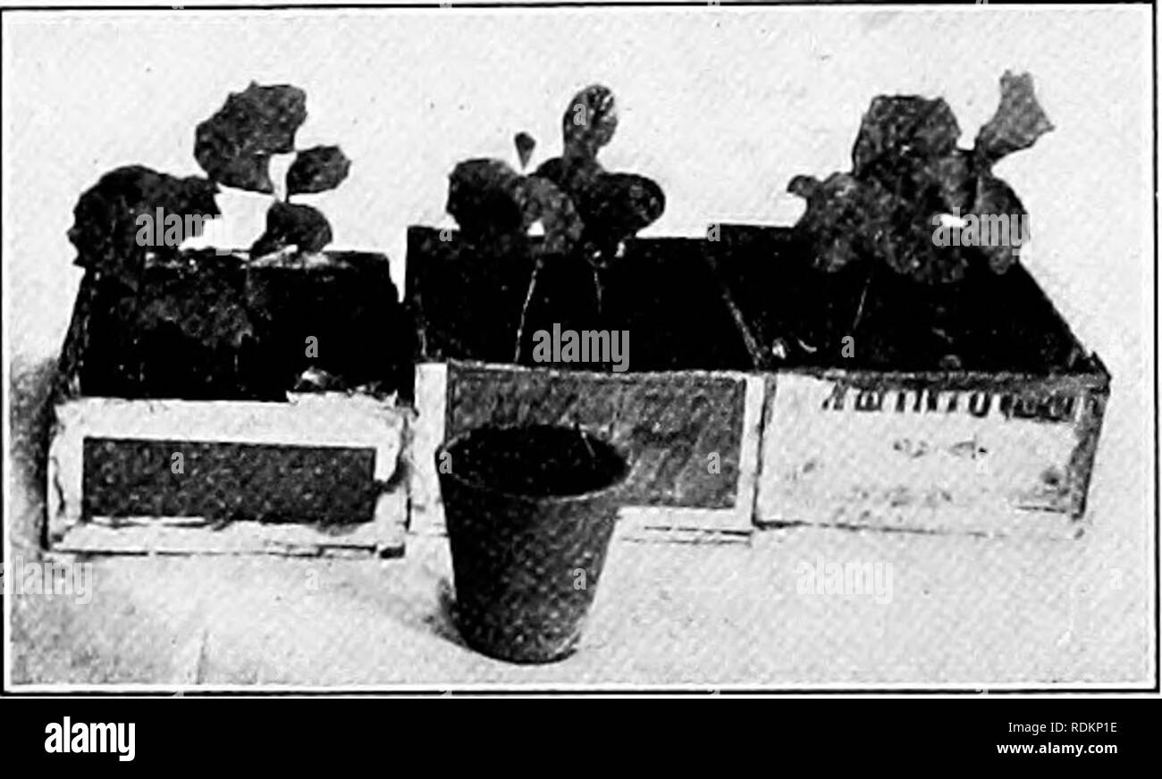 . Lo studio della natura e della vita. Lo studio della natura. ^66 lo studio della natura e della vita per il piano di qualità, ci può insegnare una conoscenza operativa di da venti a quaranta importanti alberi forestali la scuola durante il corso. Mi è sembrato che la chiave della situazione risiede in una conoscenza dei semi di alberi e metodi di salvataggio e la germinazione. Un albero seme nell'atto di germogliazione è uno dei ispirando le cose in natura. Le possibilità in esso contenute le dimensioni a cui essa può crescere, la bellezza si può sviluppare, i lunghi anni si può vivere, l'infinito numero di semi si possono produrre tutti tendere in una vista Foto Stock