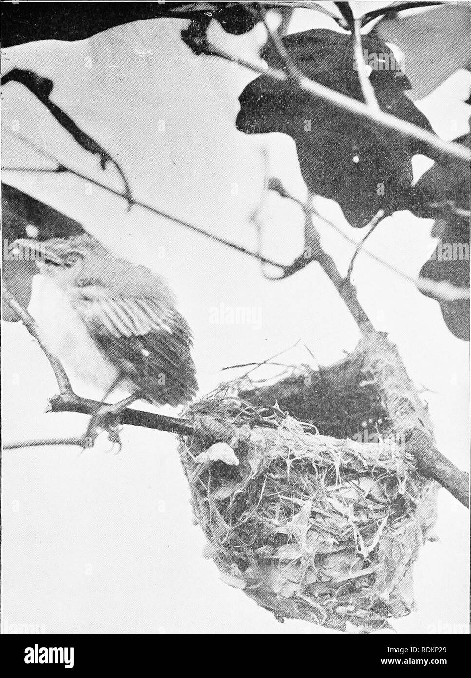 . I capitoli sulla storia naturale degli Stati Uniti. Zoologia. Fig. 77. Nido e giovani della Red-eyed Vireo ( Virco olivaceus). Fotografato dimensione naturale dalla vita dell'autore.. Si prega di notare che queste immagini vengono estratte dalla pagina sottoposta a scansione di immagini che possono essere state migliorate digitalmente per la leggibilità - Colorazione e aspetto di queste illustrazioni potrebbero non perfettamente assomigliano al lavoro originale. Shufeldt, Robert W. (Robert Wilson), 1850-1934; naturale Science Association of America, New York. New York, Studer Bros Foto Stock