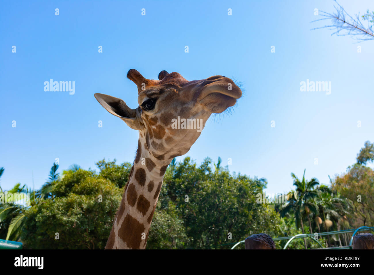 La giraffa in uno zoo Foto Stock