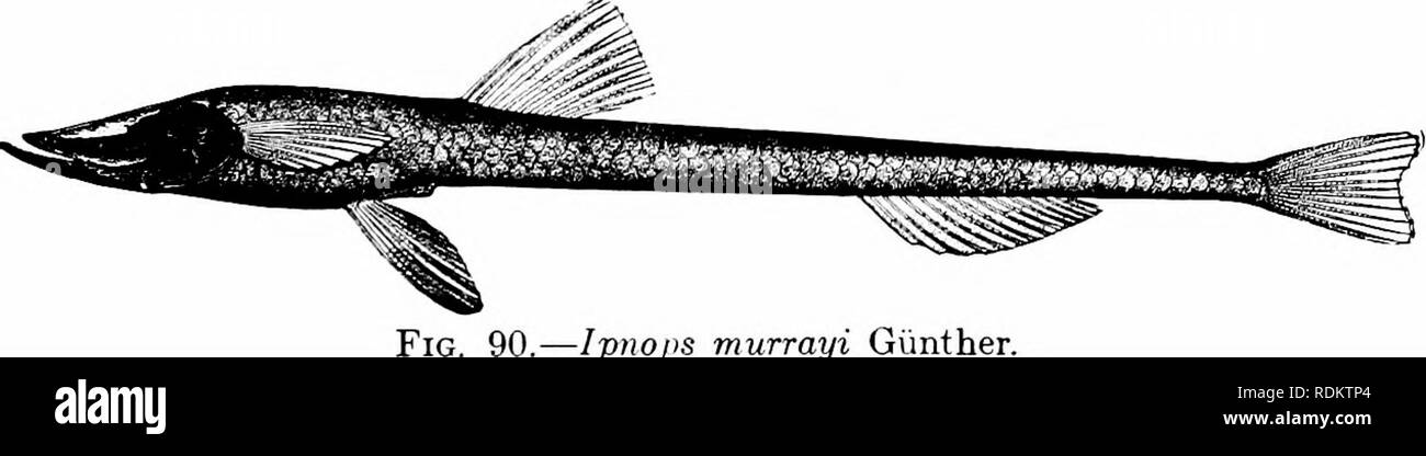 . Una guida per lo studio di pesci. Pesci; Zoologia; Pesci. Il temolo e puzzava 131 profondità oceaniche. Il " Bombay duck" dei pescatori di India è una specie di Harpodon, H. nehereus, con bocca grande e freccia a forma di denti. Il pesce essiccato viene utilizzato come un reHsh. Il BenthosauridcB sono profonde di pesci di mare di tipo simile, ma con distinte maxillaries. Il Bathypteroida, dei mari profondi, assomigliano Aulopus, ma che hanno la parte superiore e inferiore dei raggi pettorali, filiformi sviluppato come organi di toccare in profondità in cui i piccoli occhi diventano praticamente inutile. Ipnopidae.-In Ipnopidcs he Foto Stock