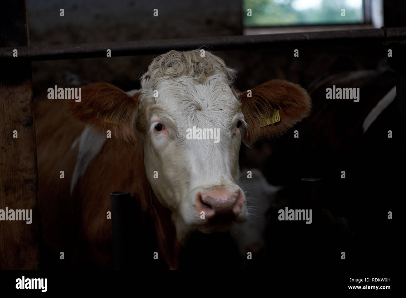 Una mucca marrone in un capannone in una fattoria Foto Stock