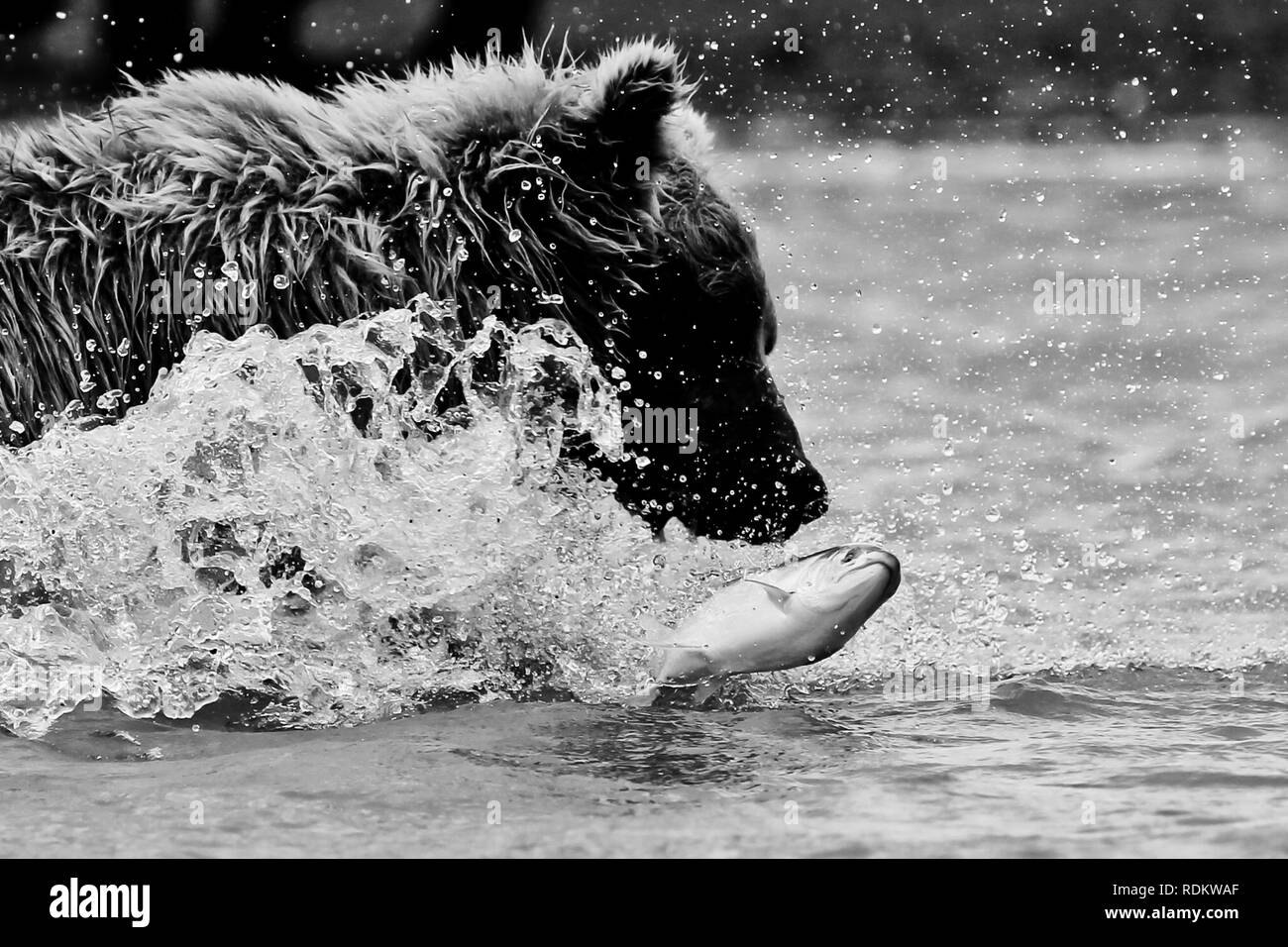 Un orso bruno Ursus arctos, affondi per un salmone nell'oceano all'Hallo Bay, Katmai National Park, Alaska, dove portano la visualizzazione è una delle attività più popolari Foto Stock