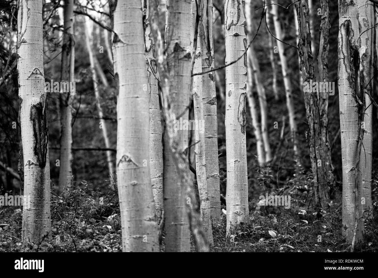 La Taiga forest domina le altitudini più basse del Parco Nazionale e Riserva di Denali in Alaska Foto Stock