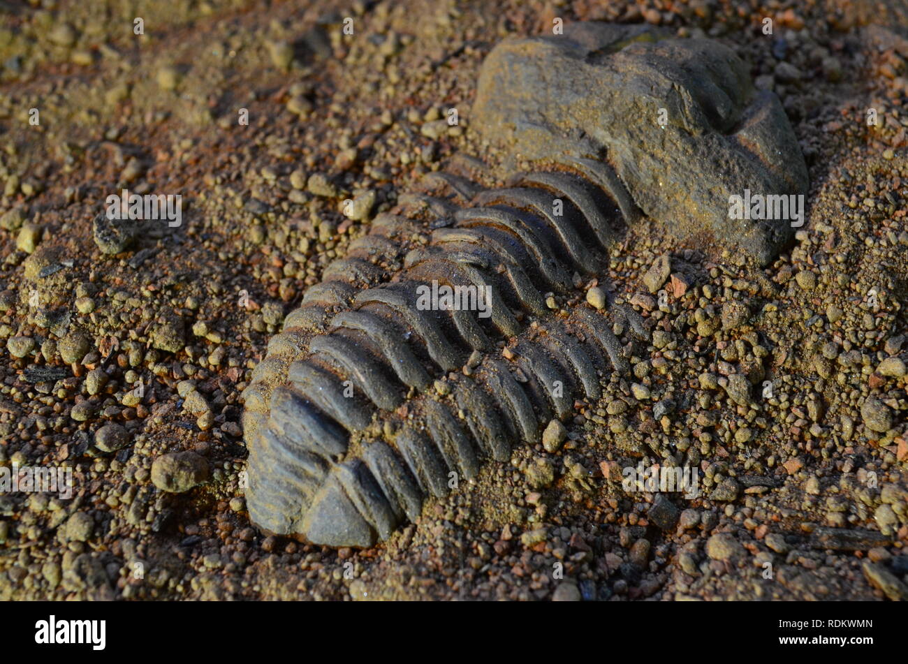 Fossile trilobata 4 Foto Stock