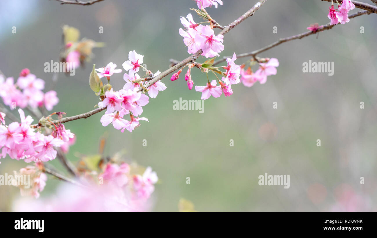 Bellissimi fiori di ciliegio sakura tree fiorire in primavera oltre il cielo blu, copia spazio, vicino. Foto Stock