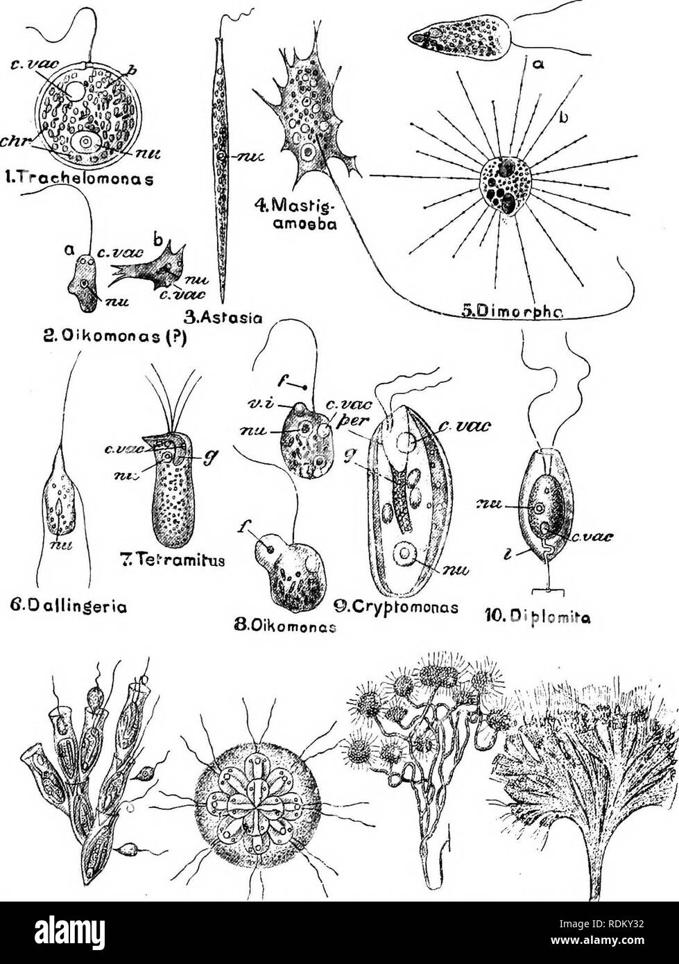 . Il Cambridge storia naturale. Zoologia. I protozoi 12. ll.Oinobryon 12.Sy ncry jj^a 13. Anl'hotihysoi 14.Rhit&GT;icladendron FiQ. 87.-varie forme di Flagellata. 2, 6-8, 10, 13, 14, Protomastigaceae ; 11, 12, Chrysomonadaceae; 9, Cryptomonadaoeae; 1, 3, Euglenaceae; 4, Pantostomata: nota levetta ramificato in 13 ; tubolari ramificate della teca in 14 ; thecae distinti in 11 ; peduncolo e della teca in 10. In 2, flagellano [a) e amoeboid (&amp;) fasi sono illustrato ; in 5, flagellano (a) e Heliozoan (6) fasi ^; in 8 sono illustrate due fasi di ingestione di una particella alimentare (/) ; chr, plastoids ; c.vac, cont Foto Stock