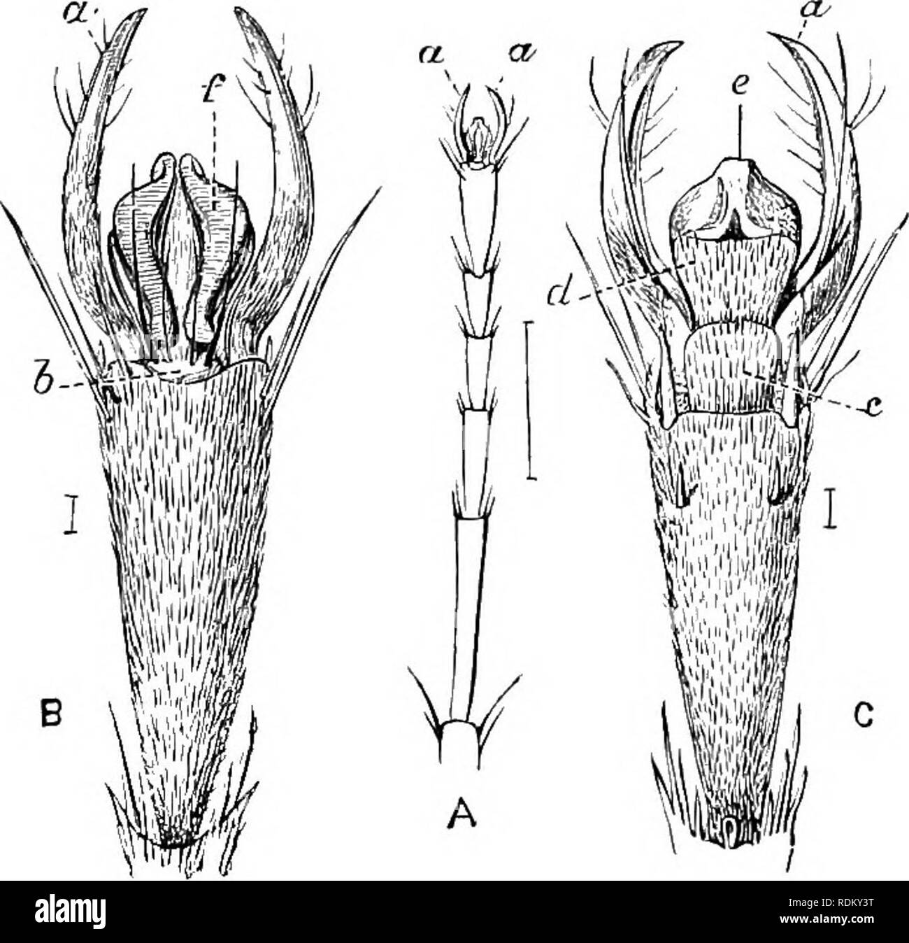 . Il Cambridge storia naturale. Zoologia. io6 piedi quando esteso si vede che la piastra di pressione viene piegato due volte ad angolo retto in modo da formare un gradino, la parte distale del quale corre lungo la faccia superiore della parte basale del pattino; la porzione apicale di quest'ultimo è costituito da due lobi di grandi dimensioni, che a riposo, come mostrato in figura il nostro (/), ricadere sul pad, qualcosa nella moda del ritratto artigli del gatto e nascondere la pres- sure-piastra. La modalità in cui gli insetti sono in grado di camminare su una superficie liscia superfici perpendicolari è stato molto discusso e sembra molto probabile che la m Foto Stock
