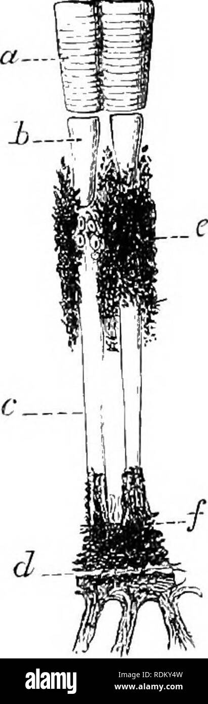 . Il Cambridge storia naturale. Zoologia. 98 GLI OCCHI. Le strutture dell'insetto, e in più elevati e forme attive, come ad esempio il Dragon-vola e hover- ing Diptera, raggiungere una complessità e deli- cacy di organizzazione che sollecitano la massima ammirazione da tutti coloro che li studi. Essi sono totalmente differenti per struttura e molto distinti in funzione da gli occhi di Vertebrata, e sono seduti sulle grandi offerte lobi del cervello (vedere Fig. 65), che in effetti sono così grande e così complesso nella struttura che gli insetti possono essere descritti come possedere- ing speciale cervelli oculare portato nel relat Foto Stock