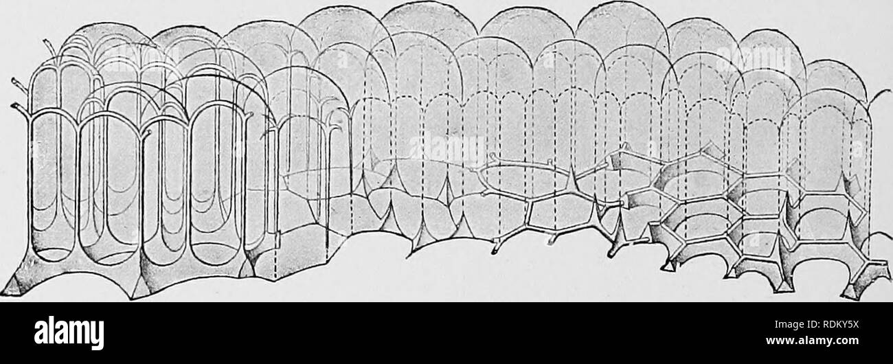 . Il Cambridge storia naturale. Zoologia. 84 protozoi l'ultima apertura mediante un pylome (Fig. 25, B). Questi sono denominati " torace," " addome," e " post-addome " rispettivamente. In Phaeodaria lo scheletro può essere assente, spicular (di allentati o collegati spicole) o tralicciati, continuo o molluschi. Esso è composto di silice in combinazione con la materia organica, in modo che i caratteri quando riscaldato, è disciolta più facilmente e non è conservato in fossilisation. Il spicole o traliccio sono cave, spesso con un filamento centrale in funzione al centro del contenuto gelatinosa Foto Stock . Il Cambridge storia naturale. Zoologia. 84 protozoi l'ultima apertura mediante un pylome (Fig. 25, B). Questi sono denominati " torace," " addome," e " post-addome " rispettivamente. In Phaeodaria lo scheletro può essere assente, spicular (di allentati o collegati spicole) o tralicciati, continuo o molluschi. Esso è composto di silice in combinazione con la materia organica, in modo che i caratteri quando riscaldato, è disciolta più facilmente e non è conservato in fossilisation. Il spicole o traliccio sono cave, spesso con un filamento centrale in funzione al centro del contenuto gelatinosa Foto Stock