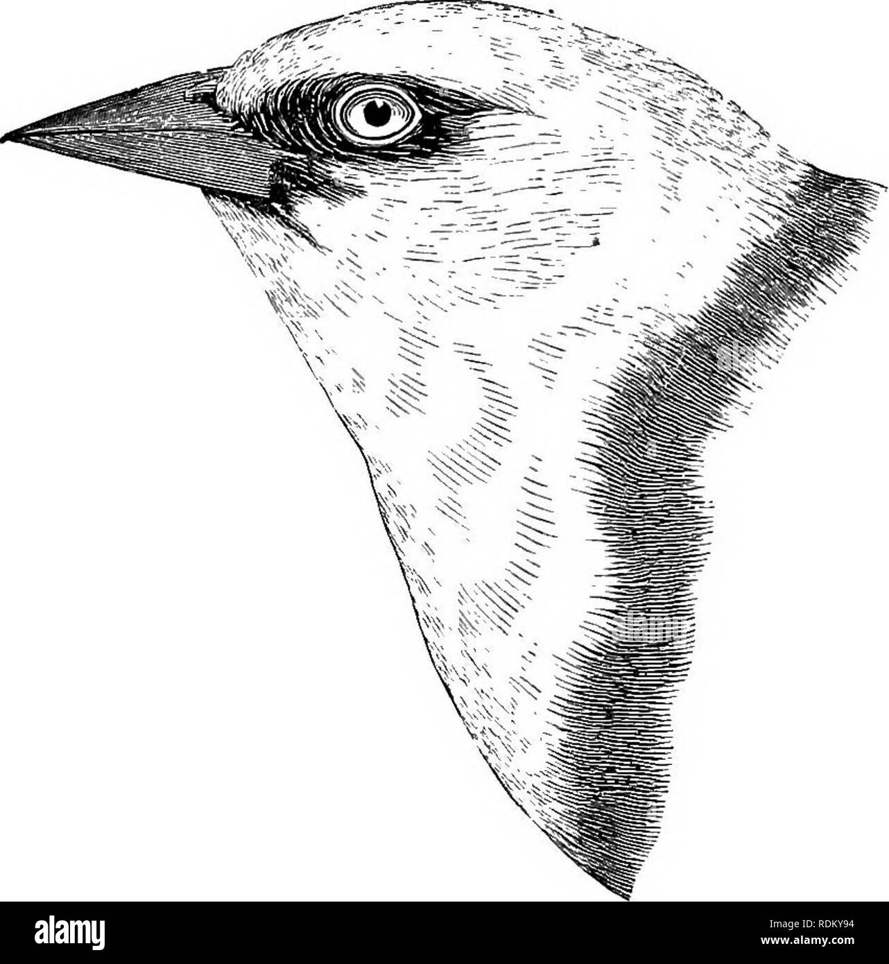 . Gli uccelli di Illinois e Wisconsin. Gli uccelli; uccelli. 554 Field Museum di Storia Naturale-zoologia, Vol. IX. Il campo collezione museale contengono i nidi e le uova di seguire- ing specie in cui uno o più uova di Cowbird sono stati depositati: Scarlet Tanager (2 nidi), Canzone Sparrow (5 nidi), Giallo guerra- bler (3 nidi) Bobolink, Bell's Vireo, red-eyed Vireo e Maryland giallo-gola. Alla fine del capitano Charles Bendire nelle sue storie di vita di uccelli del Nord America fornisce un elenco di 91 specie differenti in cui Cowbird nidi di uova sono state riscontrate, compresi tra di loro - Lutto Colomba, Yello Foto Stock