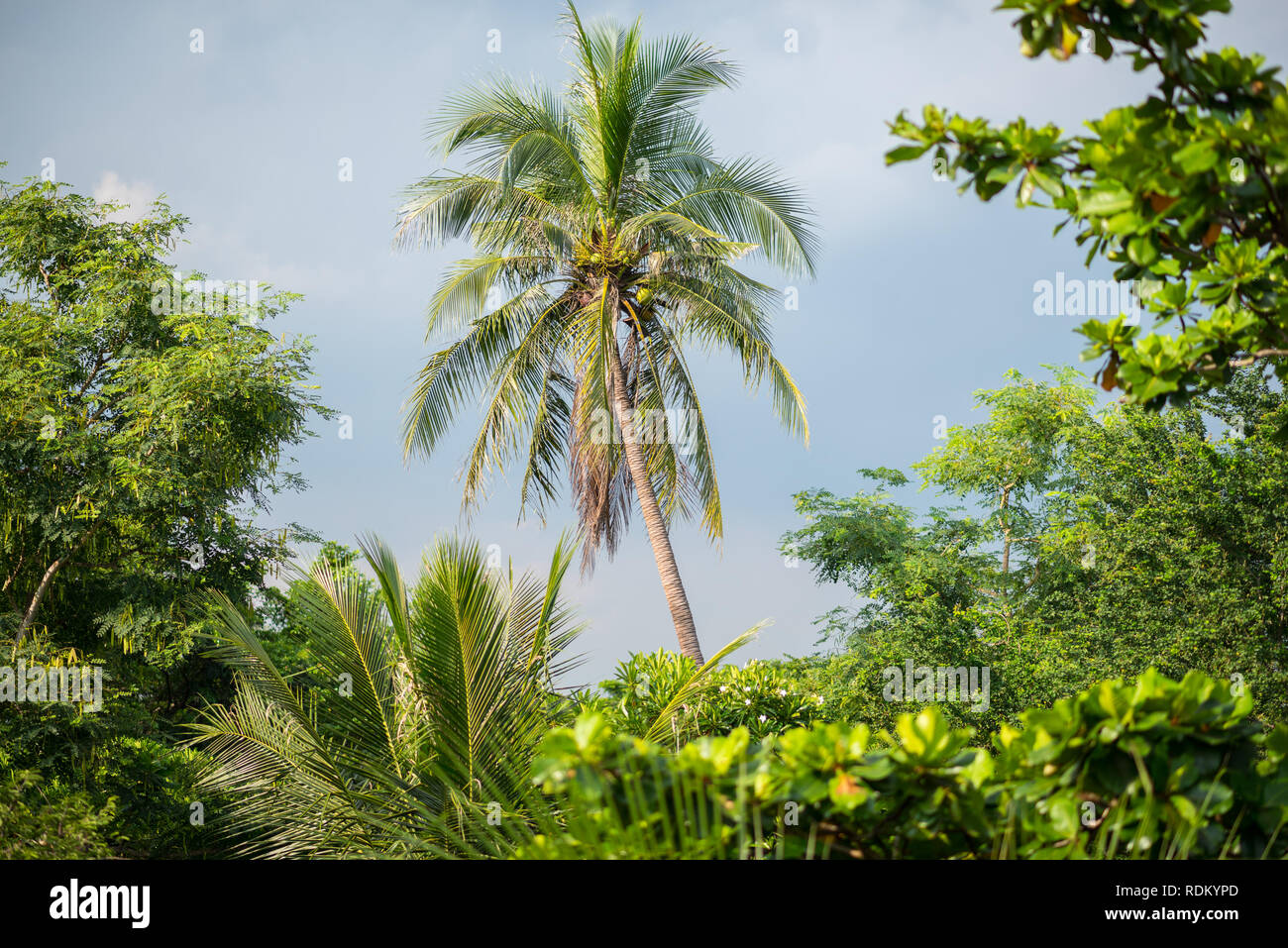 Albero di cocco in lussureggianti boschetti di Bang Krachao (Bang Kachao) noto come il polmone verde di Bangkok. Foto Stock