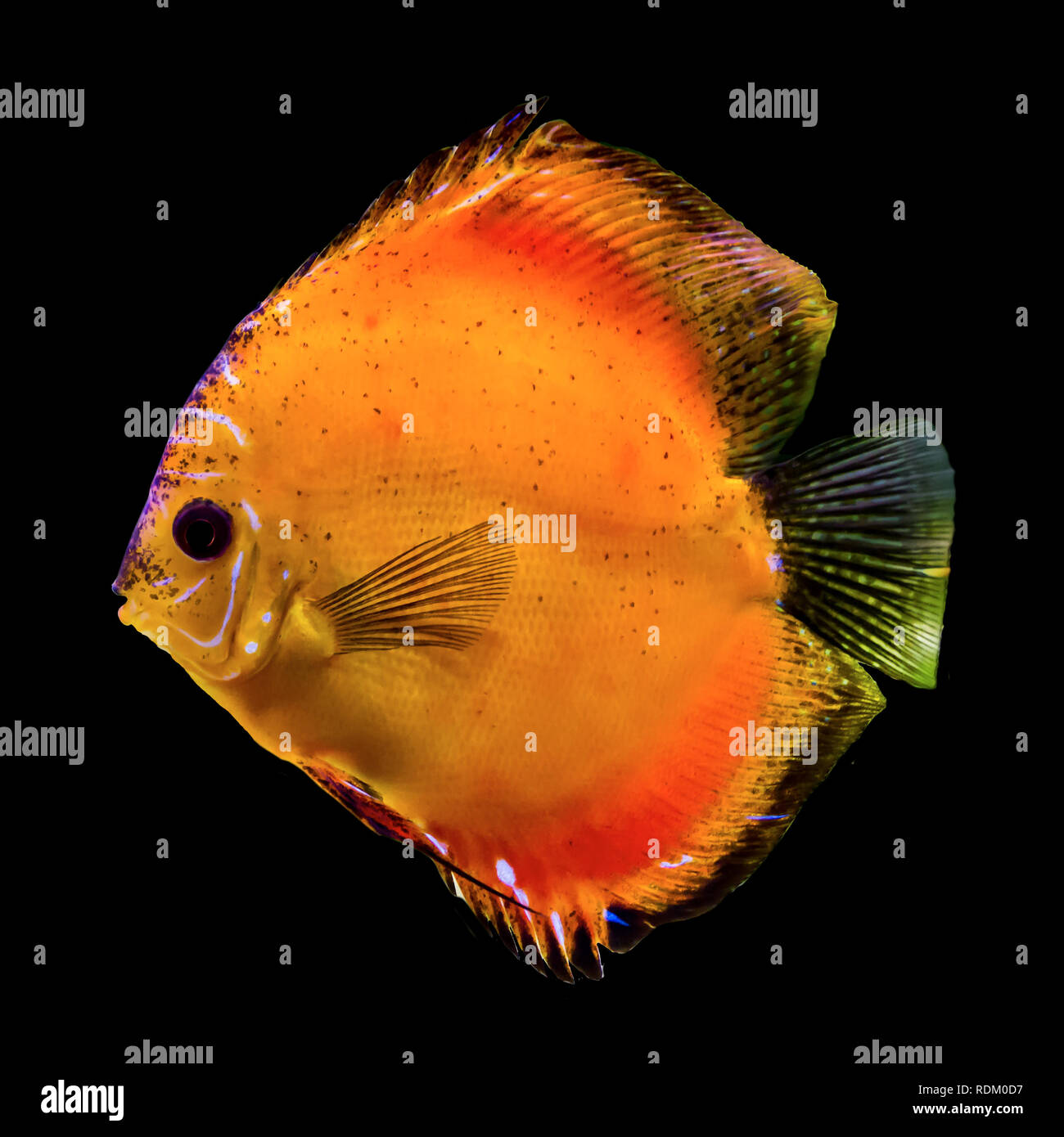 Orange pesce tropicale dal fiume del Amazon. Symphysodon aegufasciatus. I  pesci di acquario. Foto isolato su sfondo nero Foto stock - Alamy