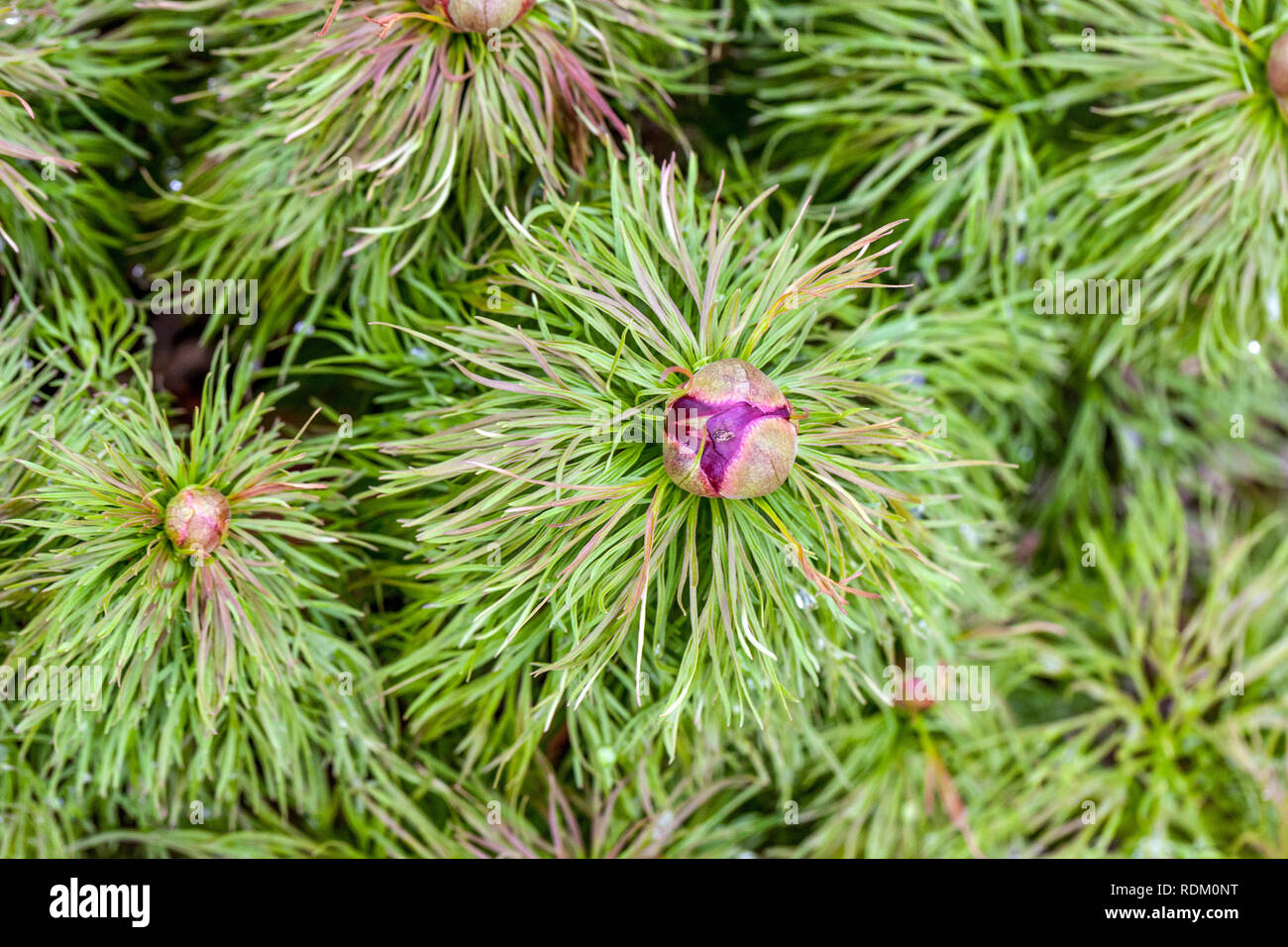 Fernleaf Peonia, Paeonia tenuifolia, Bud Peonie in erba Foto Stock