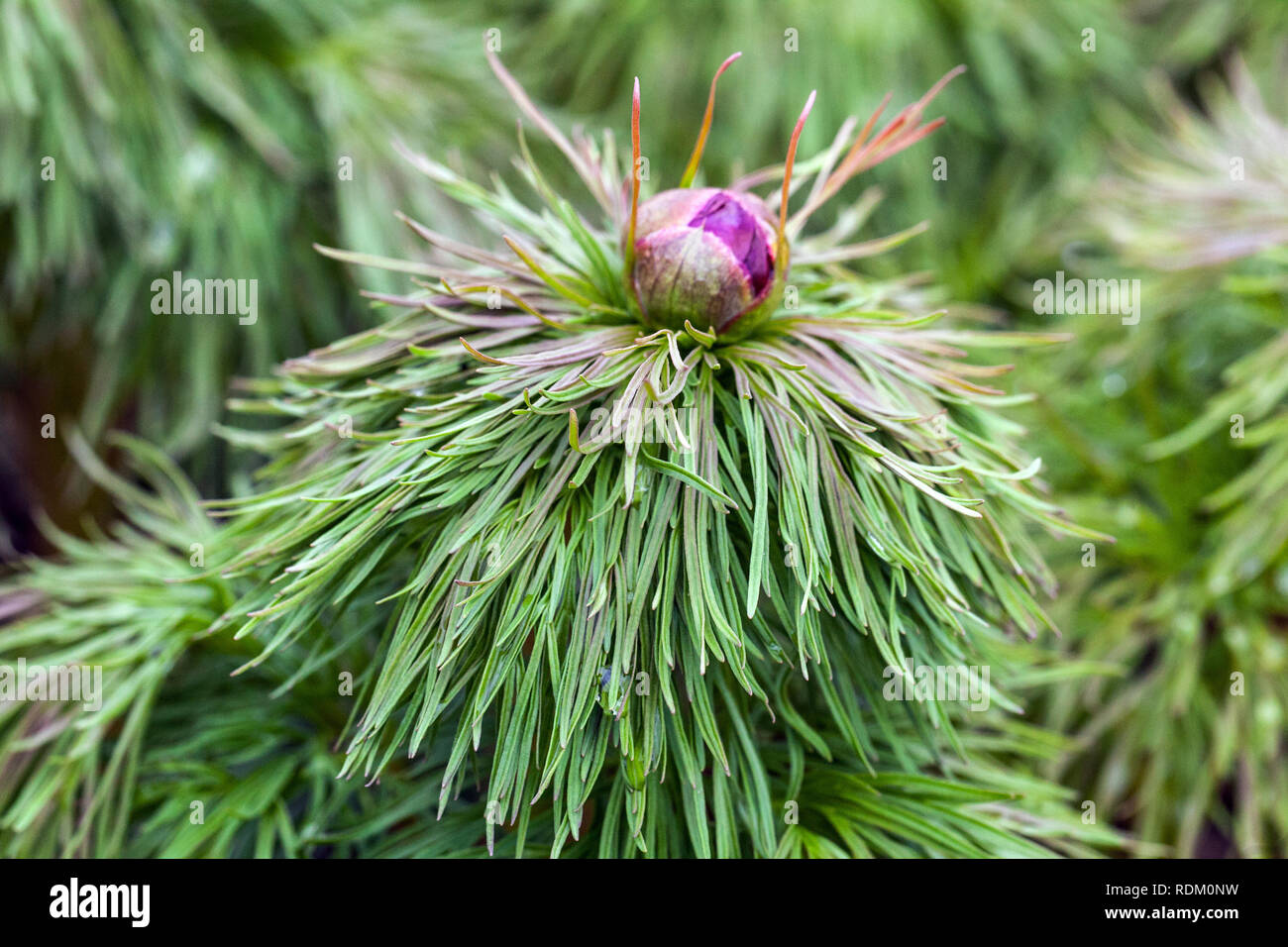 Fernleaf Peonia, Paeonia tenuifolia, Bud Peonie in erba Foto Stock