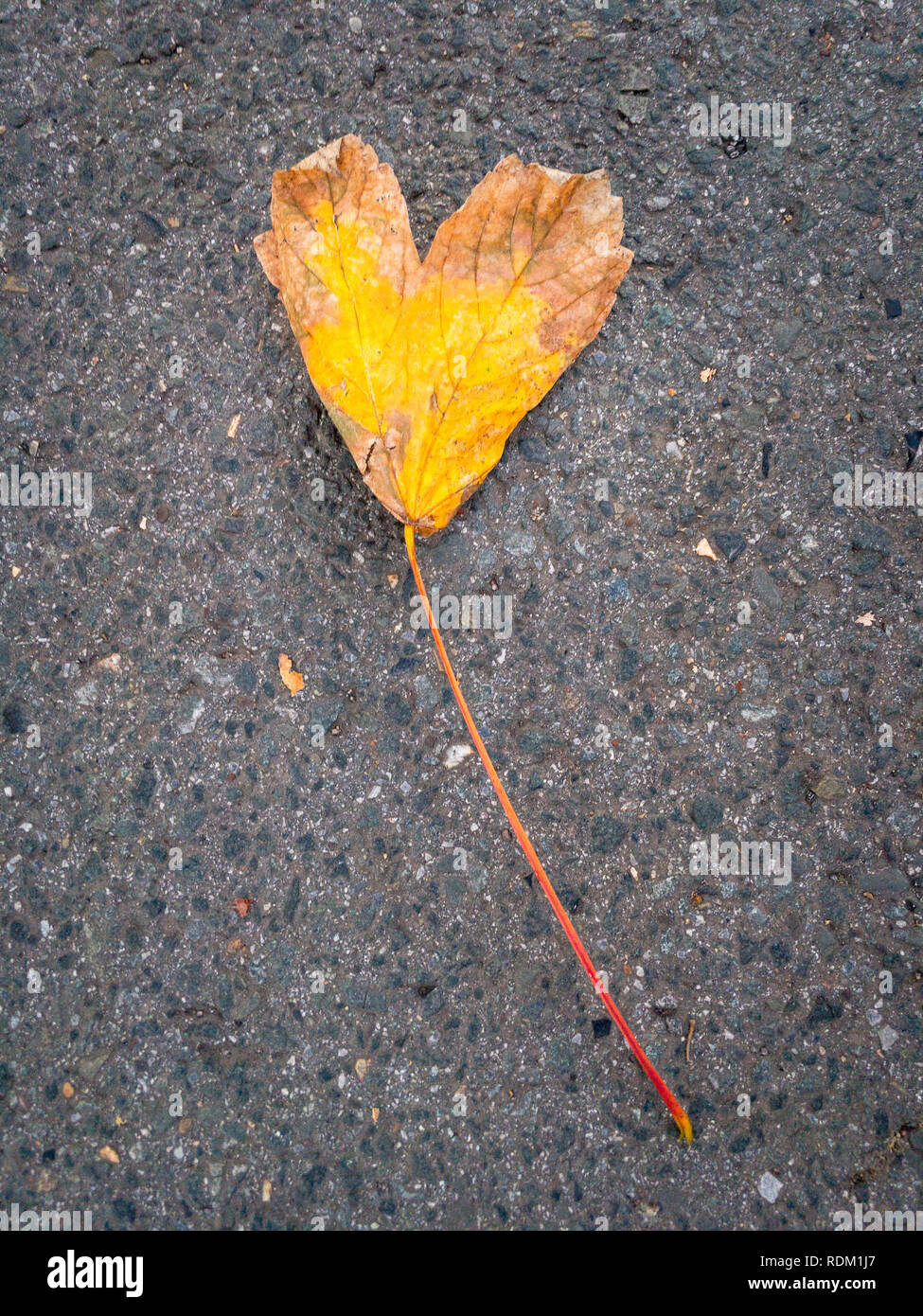 Una gialla singola foglia fogliame a forma di cuore che giace su una strada Foto Stock