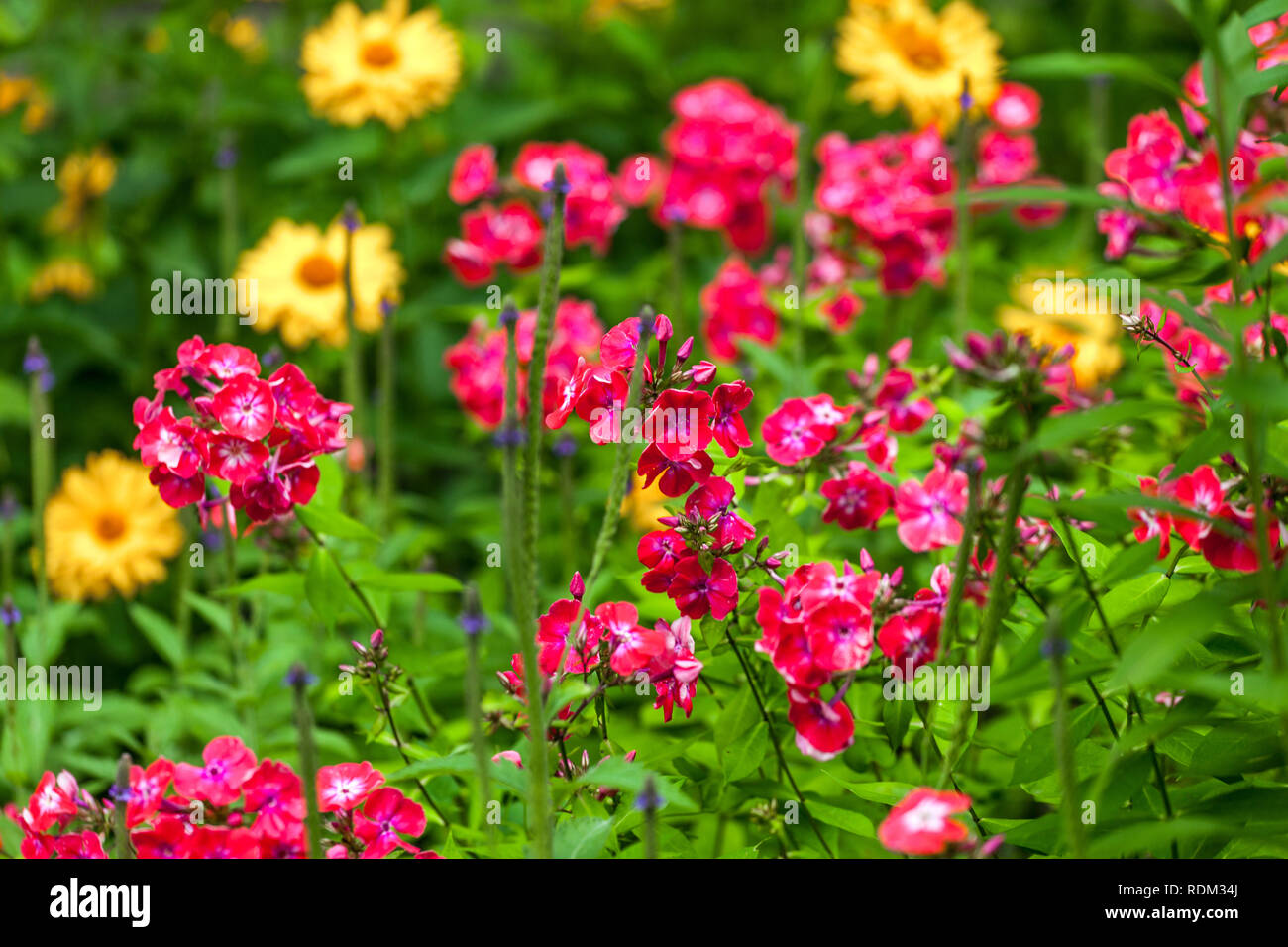Giardino perenne fiore pianta di confine Phlox Foto Stock