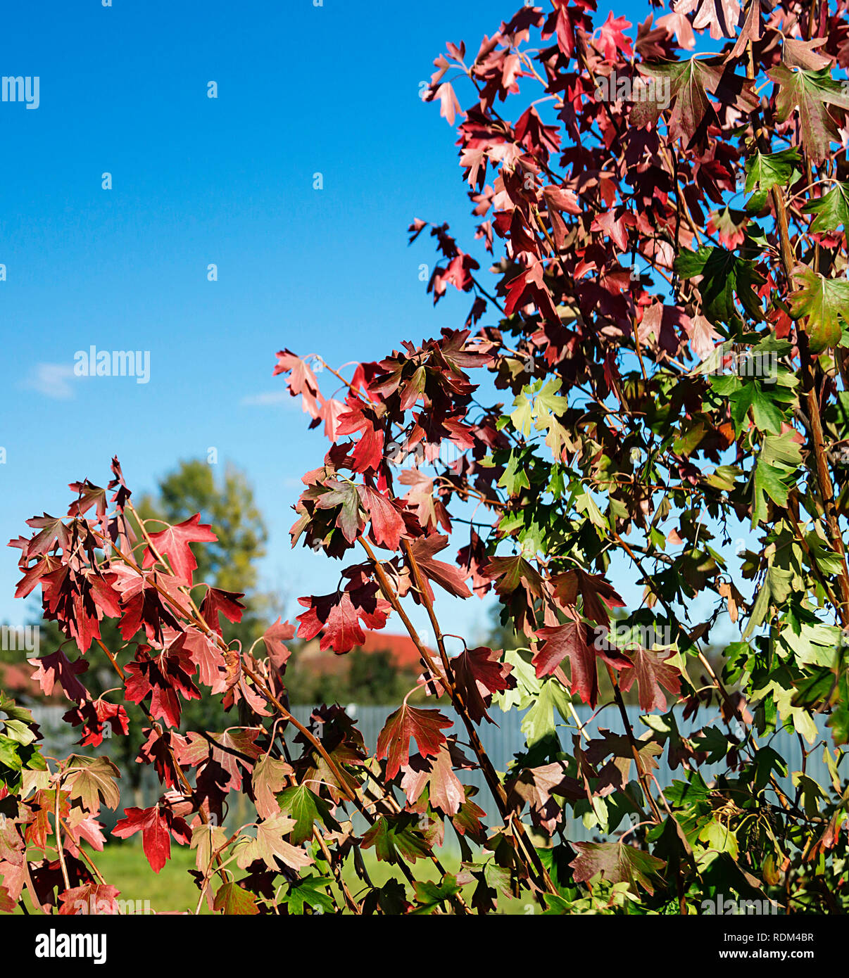 Rosso autunno bello e mite foglio su sfondo blu cielo Foto Stock