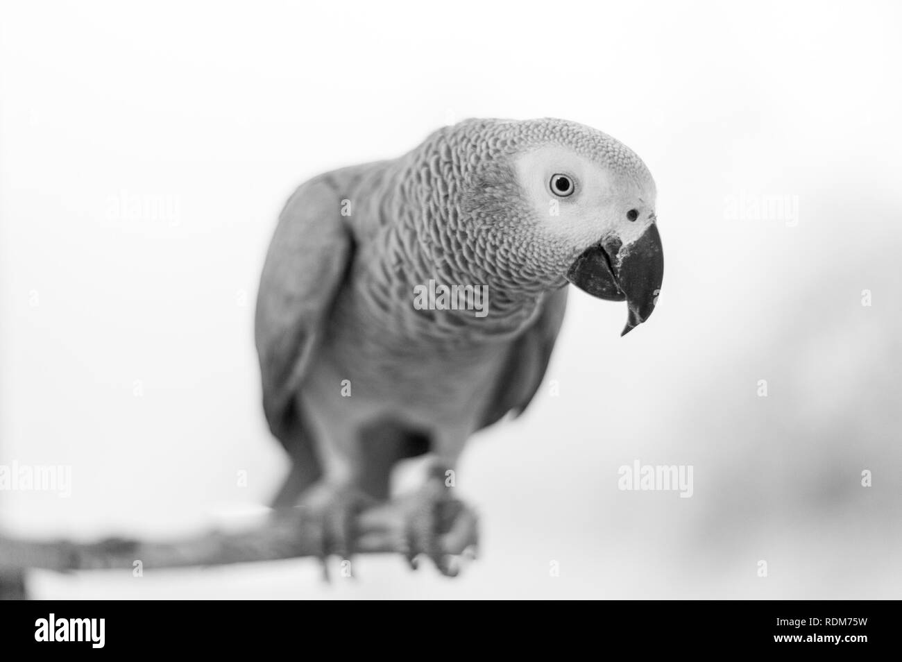 Pappagallo grigio africano su stick Foto Stock