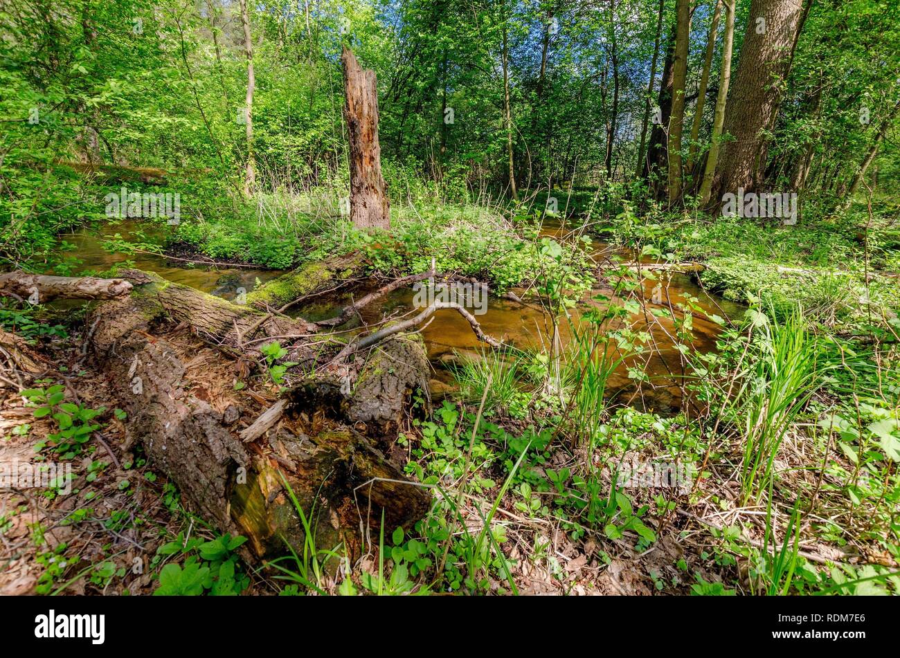 Flusso in legno. Confine storico tra il polacco Prince-Bishopric di Warmia e Masuria prussiano regione. Foto Stock Flusso in legno. Confine storico tra il polacco Prince-Bishopric di Warmia e Masuria prussiano regione. Foto Stock