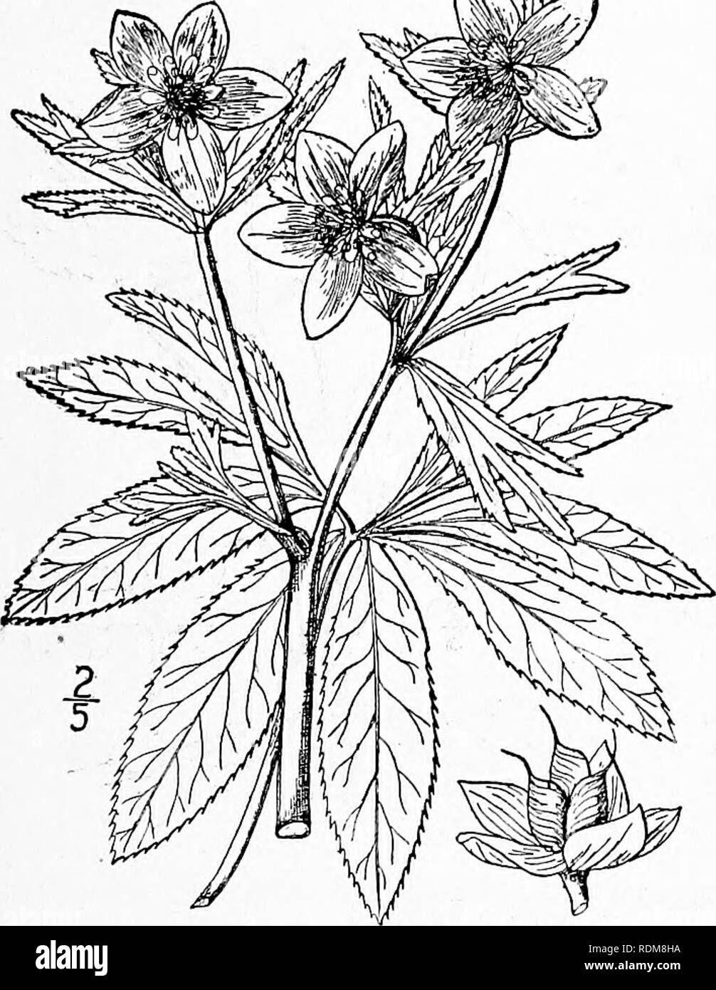 . Una flora illustrata del nord degli Stati Uniti, il Canada e la British possedimenti, da Terranova al parallelo tra il confine meridionale della Virginia, e dall'Oceano Atlantico verso ovest per il 102d meridiano. La botanica; Botanica. I. Trollius laxus Salisb. Globo americana- fiore. Fig. 1856. Trollius americanus Muhl. Trans. Amer. Phil. Soc. 3: 172, solo di nome. 1791. Trollius laxus Salisb. Trans. Linn. Soc. 8: 303. 1803. Steli esili, debole, ascendenti 1°-2° a lungo. Lascia tutti i ma la petioled superiore (inferiore peti- oles talvolta un piede lungo), palmately S-7-parted, 2-4' ampia, i segmenti ob Foto Stock