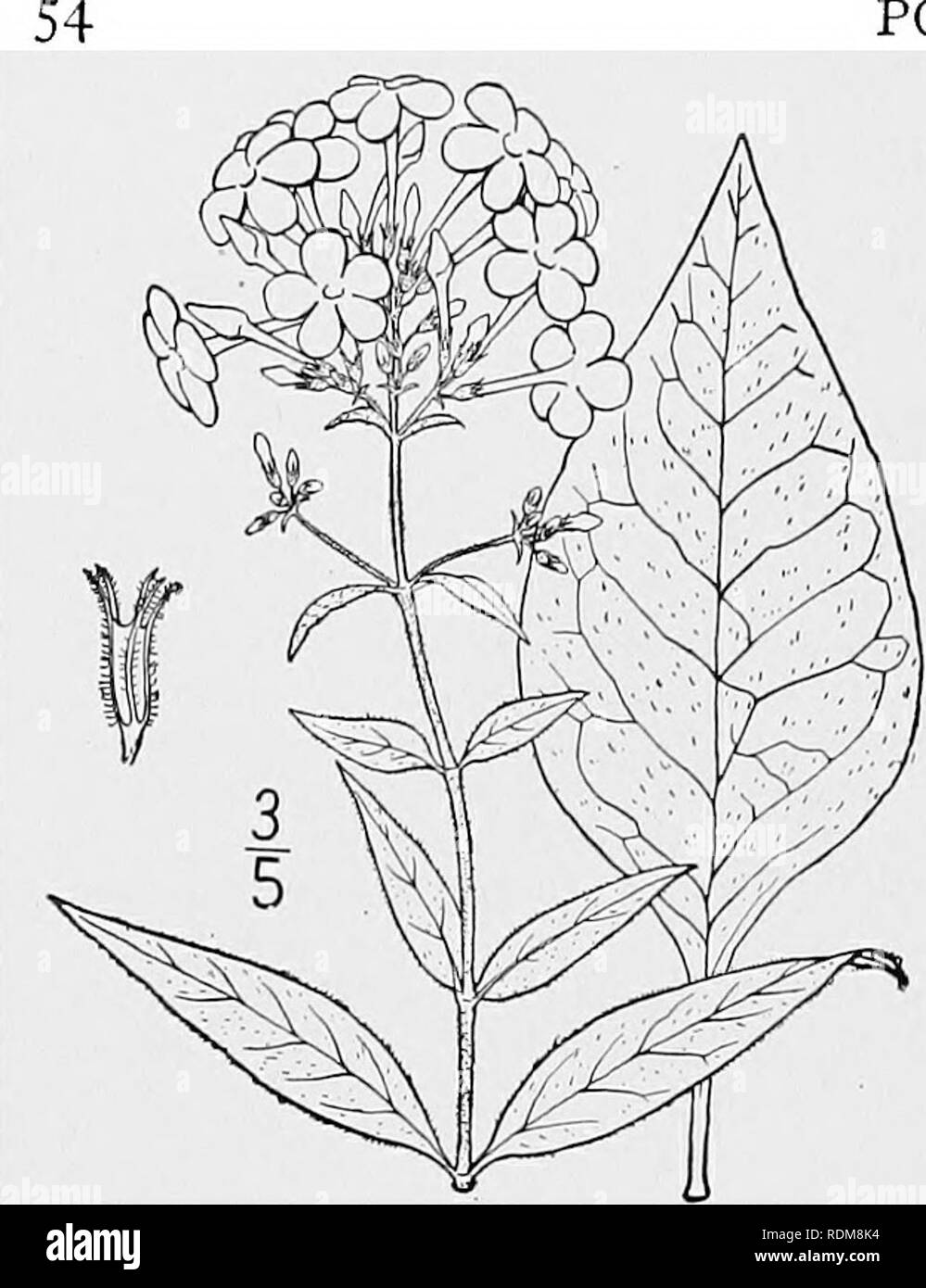 . Una flora illustrata del nord degli Stati Uniti, il Canada e la British possedimenti, da Terranova al parallelo tra il confine meridionale della Virginia, e dall'Oceano Atlantico verso ovest per il 102d meridiano. La botanica; Botanica. POLEMONIACEAE. Vol. III. 2. Phlox amplifolia Britton. Grandi lasciava Phlox. Fig. 3455. Phlox amplifolia Britton, Man. 757. 1901. Stelo o villosi-ghiandolare villosi, almeno al di sopra di 2°-3h° alta. Foglie grandi e ampio, 2i'-6' lungo, 1y-2V wide, roughish sopra la tomaia sessili, quelle inferiori, o alcuni di essi, ristretta, di solito bruscamente, in piccioli alati che Foto Stock