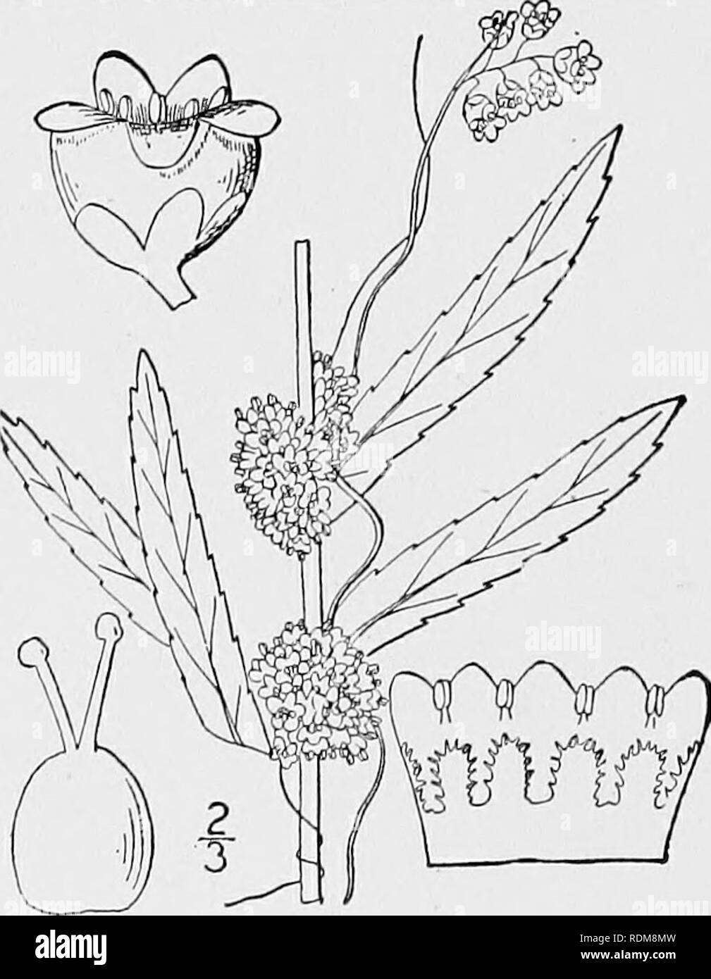 . Una flora illustrata del nord degli Stati Uniti, il Canada e la British possedimenti, da Terranova al parallelo tra il confine meridionale della Virginia, e dall'Oceano Atlantico verso ovest per il 102d meridiano. La botanica; Botanica. CUSCUTACEAE. Vol. III. 5. Cuscuta indecora Choisy. Piuttosto tremava. Fig. 3446. Cuscuta indecora Choisy, Mem. Soc. Gen. 9: 278. pi. 3- f. 5- 1841. C. pulcherrima Scheele, Linnaea 21: 750. 1848. Cuscuta decora Choisy; Engelm. Trans. San Luigi Acad. 1: 501. 1859. Steli piuttosto stout; fiori li" long, pediatrico- celled allentato cymes, più o meno papillose. Calice 5- Foto Stock