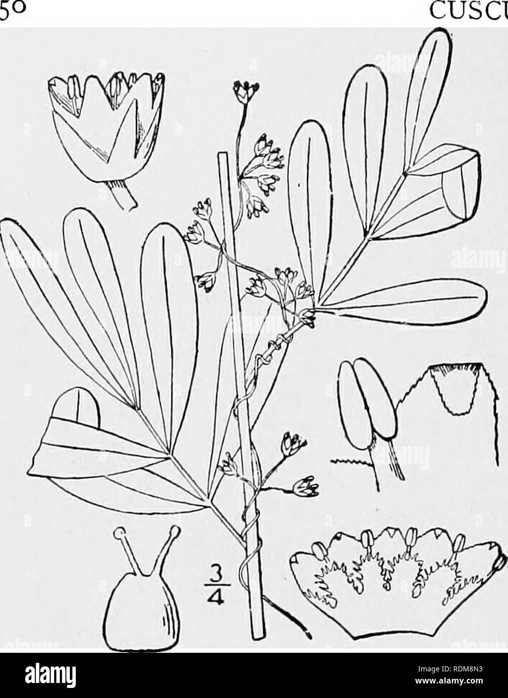 . Una flora illustrata del nord degli Stati Uniti, il Canada e la British possedimenti, da Terranova al parallelo tra il confine meridionale della Virginia, e dall'Oceano Atlantico verso ovest per il 102d meridiano. La botanica; Botanica. CUSCUTACEAE. Vol. III. 5. Cuscuta indecora Choisy. Piuttosto tremava. Fig. 3446. Cuscuta indecora Choisy, Mem. Soc. Gen. 9: 278. pi. 3- f. 5- 1841. C. pulcherrima Scheele, Linnaea 21: 750. 1848. Cuscuta decora Choisy; Engelm. Trans. San Luigi Acad. 1: 501. 1859. Steli piuttosto stout; fiori li" long, pediatrico- celled allentato cymes, più o meno papillose. Calice 5- Foto Stock