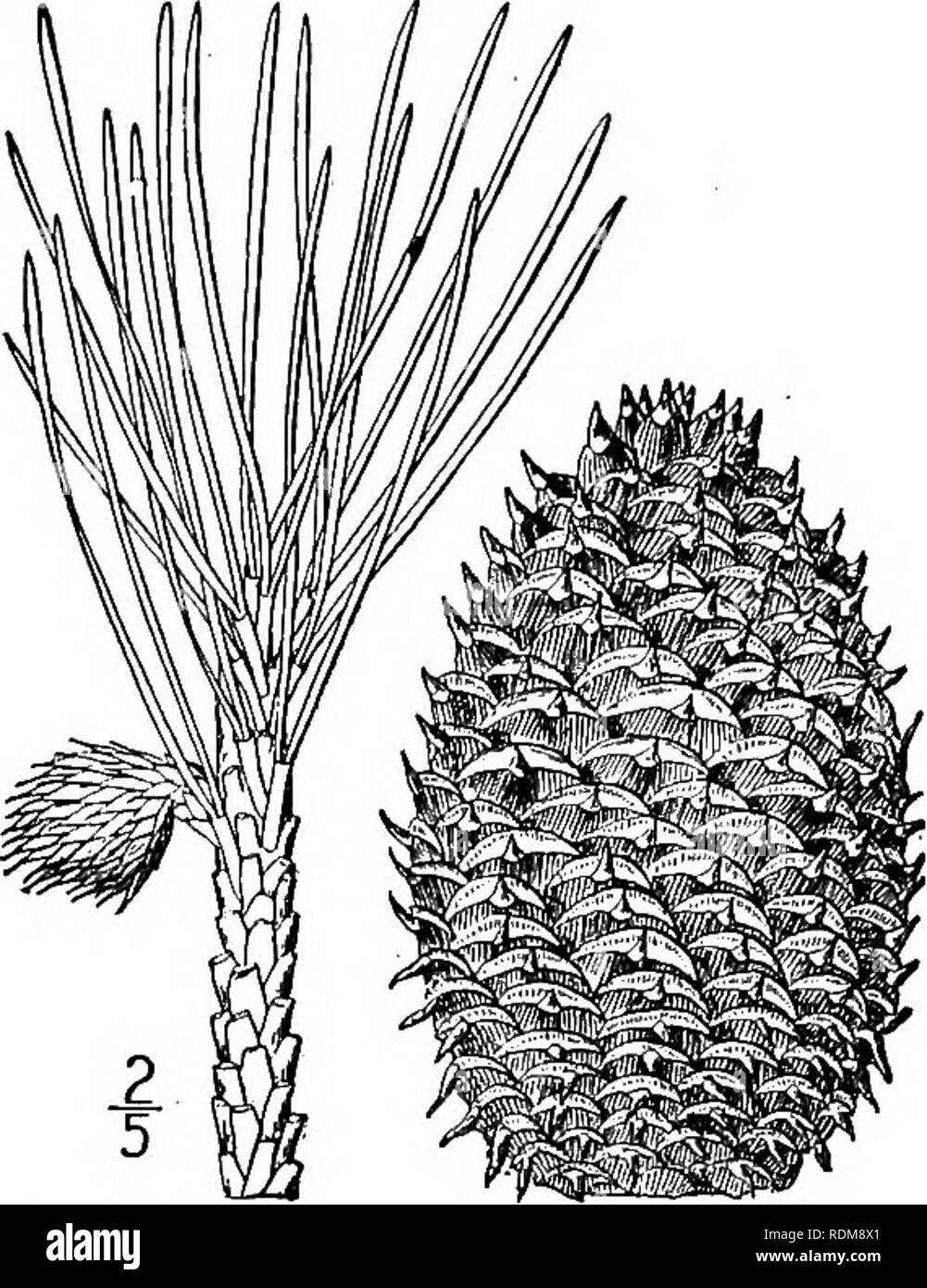 . Una flora illustrata del nord degli Stati Uniti, il Canada e la British possedimenti, da Terranova al parallelo tra il confine meridionale della Virginia, e dall'Oceano Atlantico verso ovest per il 102d meridiano. La botanica; Botanica. Genere i. Famiglia di pino, di conifere. 8. Pinus pungens Lambert. Pino Table-Mountain. Hickory Pino. Fig. 138. Pinus pungens Lambert; Michx. f. Hist. Arb. Am. i: 61. pi. 5. 1810. Un albero con un altezza massima di circa 6O° e tronco di diametro 3I°, i rami diffusione, la vecchia corteccia ruvida in scaglie. Lascia per la maggior parte in 2's, alcuni in 3's, robusta e rigida, di colore verde chiaro, 2F-4 Foto Stock