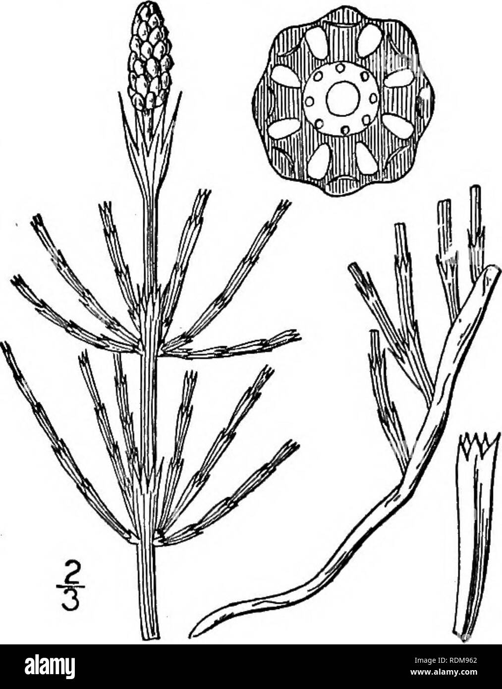 . Una flora illustrata del nord degli Stati Uniti, il Canada e la British possedimenti, da Terranova al parallelo tra il confine meridionale della Virginia, e dall'Oceano Atlantico verso ovest per il 102d meridiano. La botanica; Botanica. In luoghi umidi, Nova Scotia in Alaska, Connecticut, western New York, Illinois e Arizona. Anche in Europa e in Asia. July-Aug. Marsh-erbaccia, Paddock-o Snake- tubazioni ; Cat-fischi. 5. Equiseto littorale Kuehl. Shore Equiseto. Fig. 93. Equiseto littorale Kuehl. Beitr. Pflanz. Russ. Reichs, 4: 91. 1845. Steli annuale, molto slanciata, tutte uguali, 8-18' alta, leggermente Foto Stock