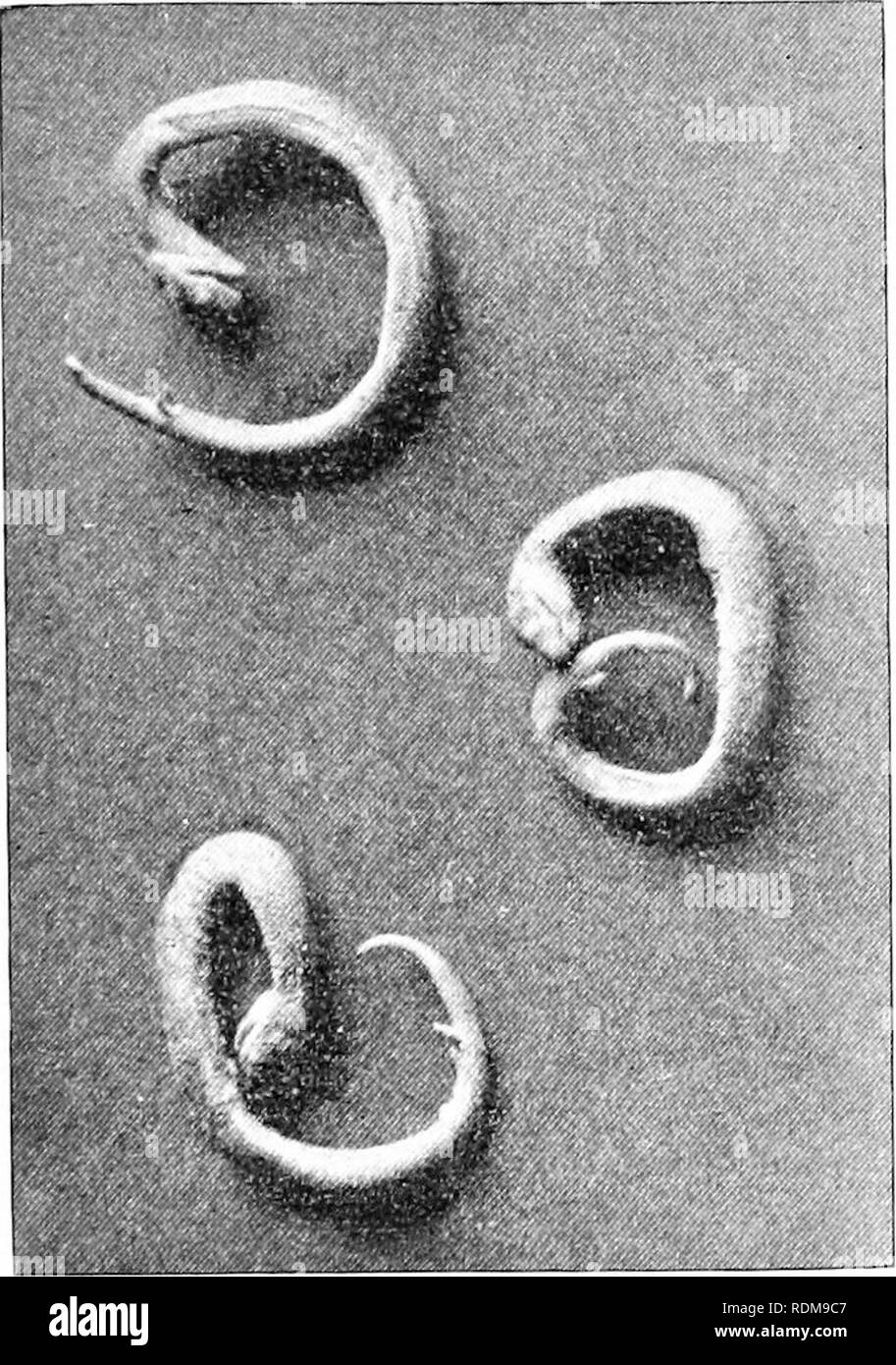 . Il life-history of British i serpenti e la loro distribuzione locale delle isole britanniche. I serpenti. Il ADDKIi. 109 hartl tiiid a. Hi)v(n'er. 1 è stato fui'lunate uuounh per catturare sulla Septetiilier 4, 19, paragrafo 10, sul (Iraig Hill (Xorlli jMonuiouthshire), una femmina molto grande con giovani e wliieh si è dimostrata una uni(pie .si)eciuien per quanto riguarda il mio. Fii;. 39. - ]VMjii:vii Ajuikks. (Da tljc siic-cirurii in tlnr Ellusiiiere Musuuii], gentilmente prestato a tliu AutlK.r.) raccolta è interessato. Ella era 2,5-.} pollici a lungo e in modo pesante con giovani che slie spostato con difficoltà ed è stata assicurata witli tlie massima facilità Foto Stock
