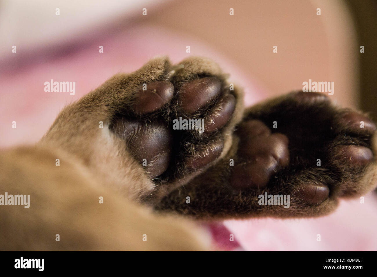 Poco carino zampe gatto abissino, il fuoco selettivo. Foto Stock