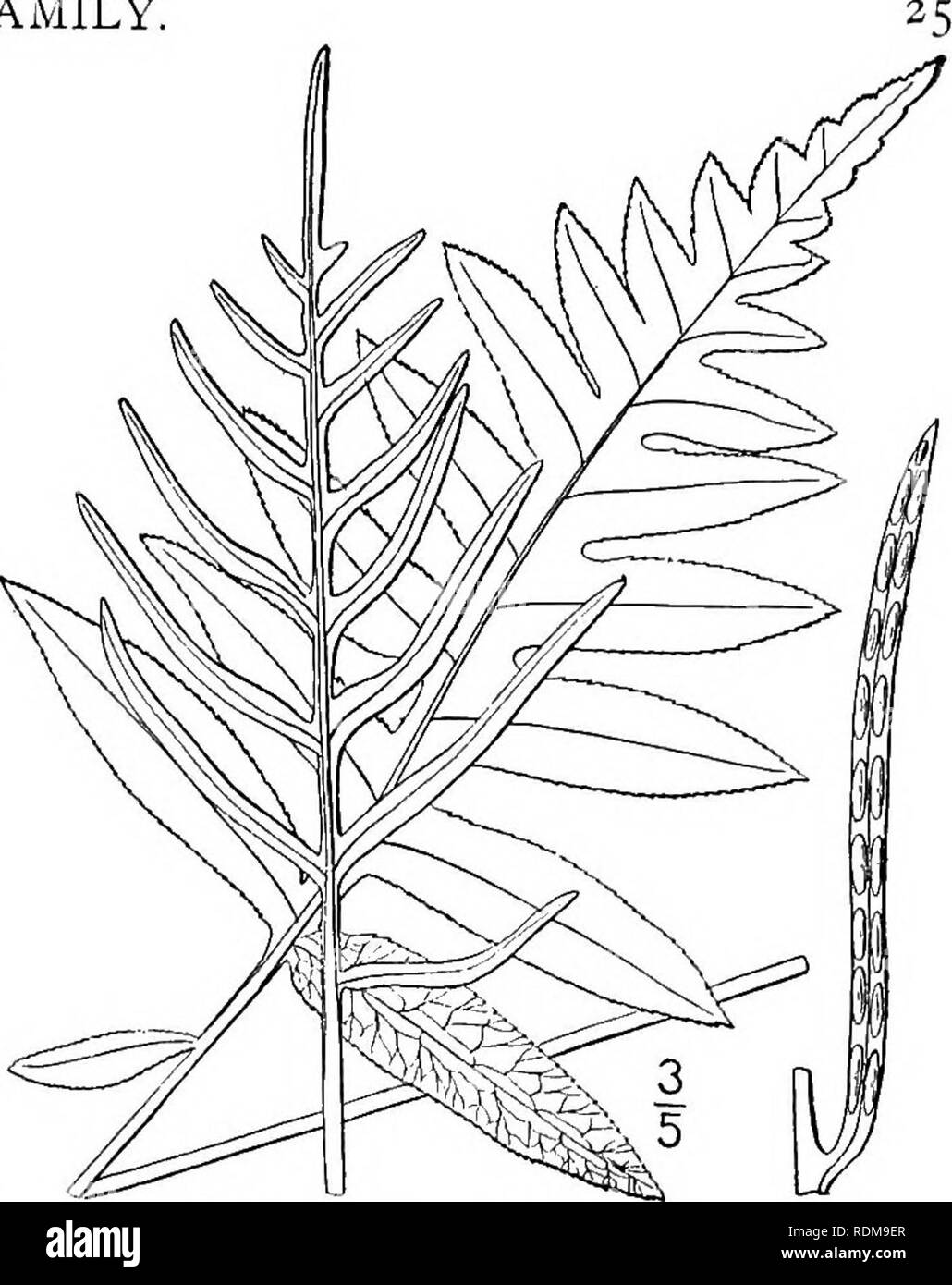 . Una flora illustrata del nord degli Stati Uniti, il Canada e la British possedimenti, da Terranova al parallelo tra il confine meridionale della Virginia, e dall'Oceano Atlantico verso ovest per il 102d meridiano. La botanica; Botanica. Genere g. Famiglia di felce. i. Lorinseria areolata (L.) Presl. Net-catena venato-fern. Fig. 55. Acrostichum areolatum L. Sp. PI. 1069. 1753. Woodwardia angustifolia J. E. Smith, Mem. Acad. Torino 5: 411. 1793. Lorinseria areolata Presl, Epim. Bot. 72. 1851. Woodwardia areolata Moore, ind. Fil. xlv. 1857. Rizoma snello, ampiamente spunto, chaffy, con foglie sparse Foto Stock