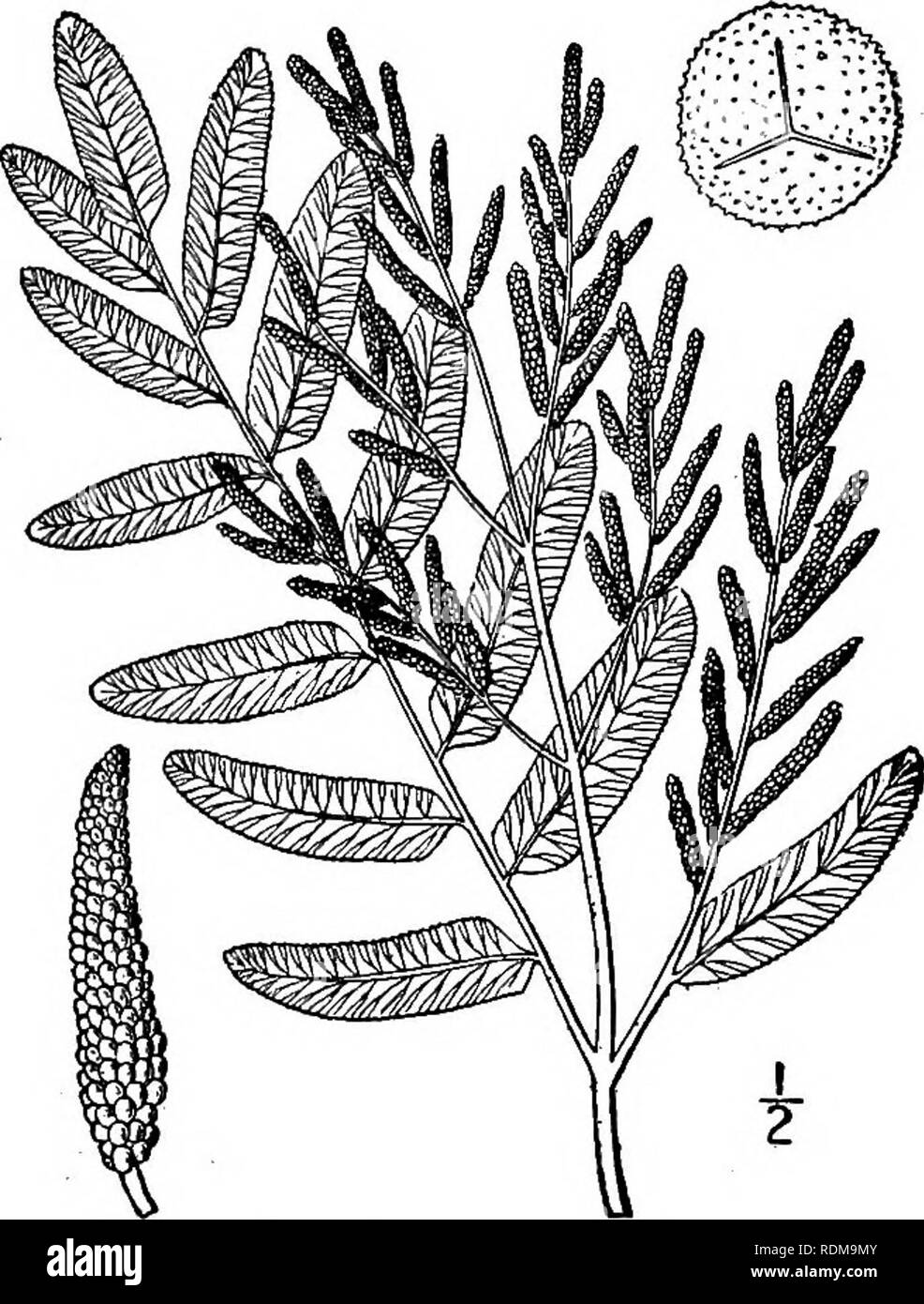 . Una flora illustrata del nord degli Stati Uniti, il Canada e la British possedimenti, da Terranova al parallelo tra il confine meridionale della Virginia, e dall'Oceano Atlantico verso ovest per il 102d meridiano. La botanica; Botanica. 2. Osmunda cinnamomea L. cannella-fern. Fig. 16. Osmunda cinnamomea L. Sp. PI. 1066. 1753. Rizoma molto grandi, ampiamente spunto, orso- ing un cluster circolare di foglie sterili con uno o più quelli fertili all'interno. Piccioli i° o più lungo, vestita con tomentum ferruginosa quando giovani, glabrous con l'età. Lame sterili i°-S° lungo, oblunga-lanceolate, profondamente bipinn Foto Stock