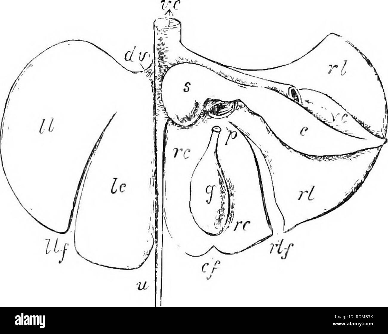 . Il Cambridge storia naturale. Zoologia. 64 Piano di fegato di mammiferi come questo. Ill Fluduniji"f maculatus le due sezioni di intestino sono per quanto possibile uguale in lunghezza, mentre in Pliascolaretos crasso consiclerahly è più lungo del piccolo, le lunghezze rispettivamente heing 160 pollici e 111 pollici. È comune tra i ^i marsupiali tmd anche tra i Eodents per queste proporzioni di esistere, cioè per il grande intestino per essere la più lunga o più lunga, il piccolo. Ma tliere sono così molte eccezioni che non le dichiarazioni di carattere generale possono essere estratti dai fatti. Alcuni dettagli verranno Foto Stock