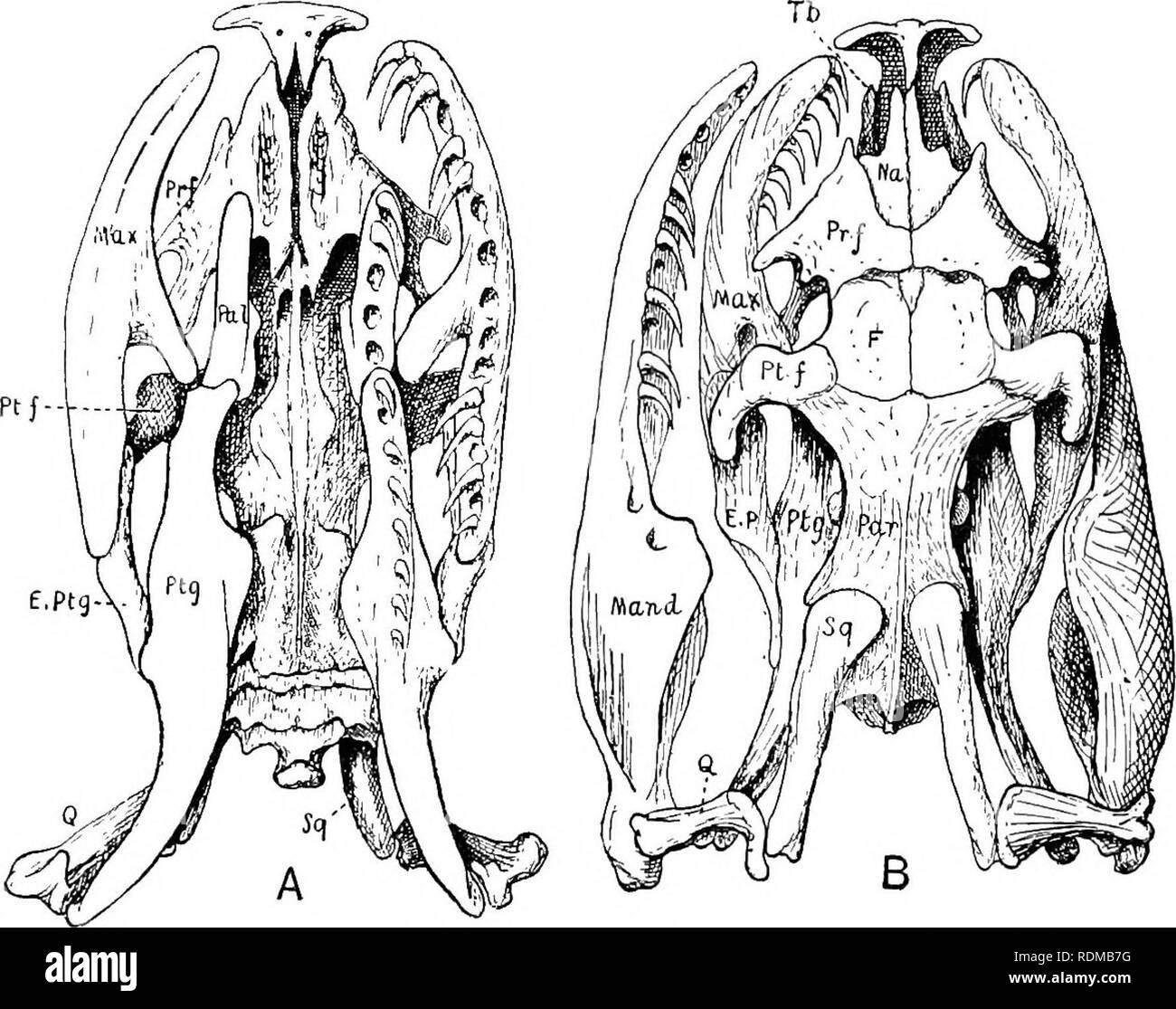 . Il Cambridge storia naturale. Zoologia. BOIDAE 597 sono stati raggruppati in molti generi, sui caratteri irrilevanti, riferendosi alle scale e le protezioni della testa. È dubbio se essi sono gruppi naturali, una considerazione che deteriora molto dal loro valore nello studio della distribuzione geografica. Anche le due sub-le famiglie non sono esenti da questo obbrobrio. La gamma della famiglia è world-wide, Boidae che si verificano in tutte le aree tropicali e sub-tropicali, comprese le isole, fatta eccezione per la Nuova Zelanda. Poche specie vivono nell' Europa sudorientale. Fig. 156.-A,, ventrale B, dorsale, vista del skxiU oi Foto Stock