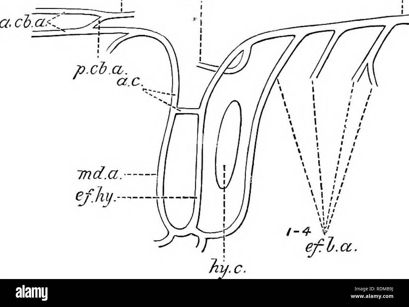 . Il Cambridge storia naturale. Zoologia. 334 pesci hemibranchs di ciascun arco brachiale viene convogliato all'aorta dorsale da un unico recipiente efferente che corrisponde al più anteriore del due in Mustelus antarcticus? (2) In CallorliynchiLs'^ tra i Holocephali, dove il spiracle è assente ma il hyoidean hemibranchi è ancora un vero gill, quest'ultimo organo è fornito con il sangue venoso da un ramo dall'aorta ventrale, corrispondente vaso efferente unendo l'aorta dorsale (Fig. 196). In assenza di un spiracular pseudobranch iRT/.a. p.c. d.cu.. la carotide anteriore può essere reg Foto Stock