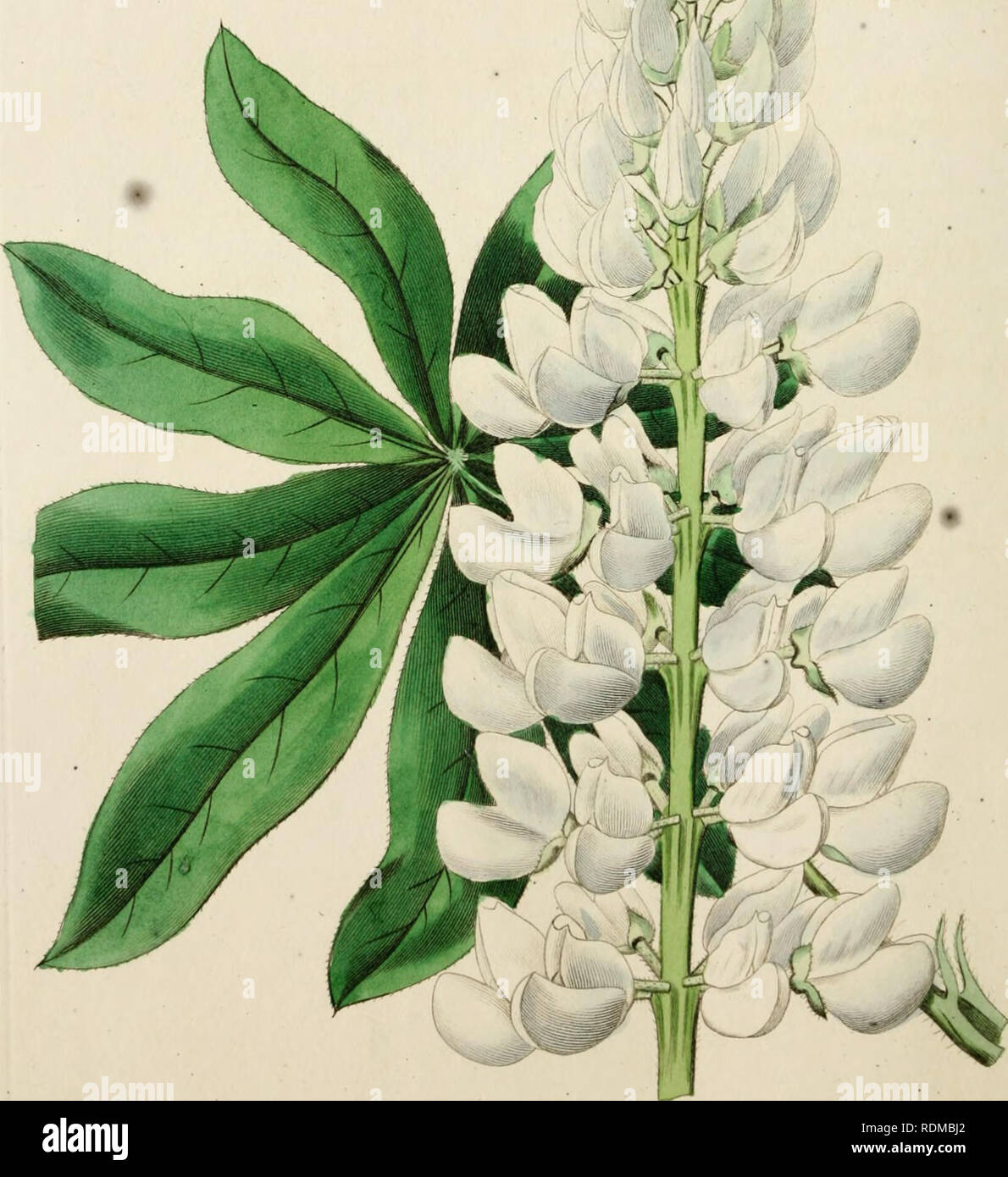 . Edwards del registro di botanica, o, ornamentali flower garden e arbusti ... Piante ornamentali, -- Gran Bretagna; piante ornamentali, -- Gran Bretagna; Impianto Introduzione -- Gran Bretagna; piante aliene -- Gran Bretagna; illustrazione Botanica -- Gran Bretagna; illustrazione Botanica -- Gran Bretagna; piante; piante. '/K-xatc'^u /ijy C^'i.s:A~^/-^ -yMV- 7. /^t.. Si prega di notare che queste immagini vengono estratte dalla pagina sottoposta a scansione di immagini che possono essere state migliorate digitalmente per la leggibilità - Colorazione e aspetto di queste illustrazioni potrebbero non perfettamente assomigliano al lavoro originale. Edwards, Sydenh Foto Stock