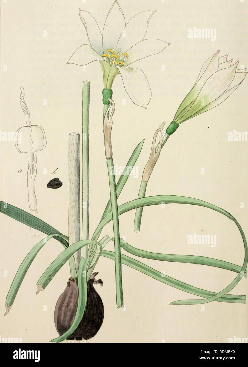 . Edwards del registro di botanica, o, ornamentali flower garden e arbusti ... Piante ornamentali, -- Gran Bretagna; piante ornamentali, -- Gran Bretagna; Impianto Introduzione -- Gran Bretagna; piante aliene -- Gran Bretagna; illustrazione Botanica -- Gran Bretagna; illustrazione Botanica -- Gran Bretagna; piante; piante. /J6 /. Â ^yl^. Mz^-y^/^. u^.t' ,. ly J> I^^ui^^ru/HU^ 'F6^ J^ic^anu^^i^-;//./<i'.-i". Si prega di notare che queste immagini vengono estratte dalla pagina sottoposta a scansione di immagini che possono essere state migliorate digitalmente per la leggibilità - Colorazione e aspetto di queste illustrazioni potrebbero non perfetta Foto Stock