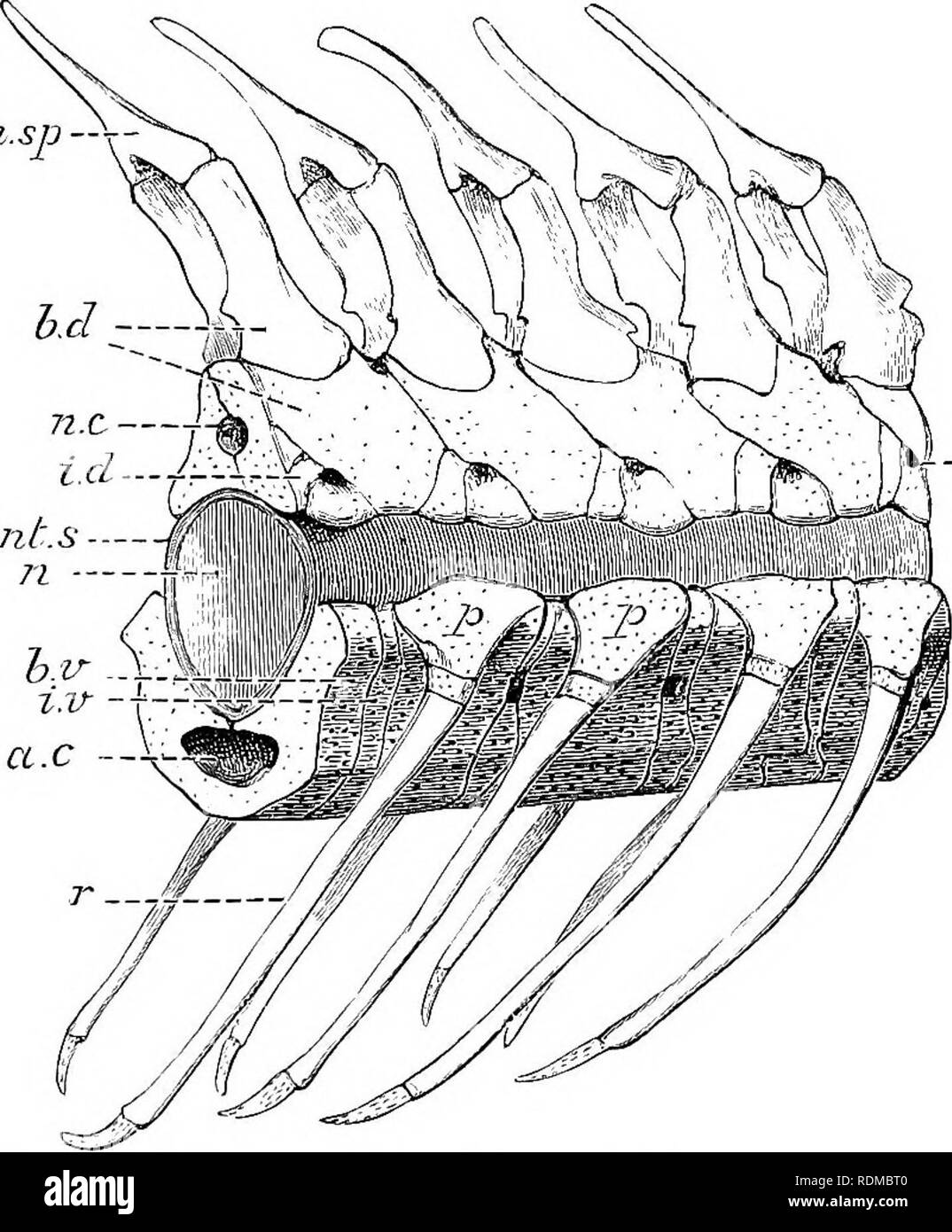 . Il Cambridge storia naturale. Zoologia. 200 pesci CHAP. Inter-ventrals sembrano 'BiPlfeeiit. Ogni neuromere corrisponde con una coppia di basi-ventrals, di basi-dorsals e di inter-dorsals. Il haemal archi e spine sono formate in parte dalle basi- ventrals, ma principalmente dall'Unione ventrale delle successive coppie di nervature. Come nel Holocephali, il terminale arcualia della coda diventano fuse in un assiale diritta filamento cartilaginei, trans- versely diviso in segmenti, che sostituisce il notochord.. FlQ. 115.-vista laterale di tlie precaudal vertebre di un [Storione Acipenser sturio). a.C, Foto Stock